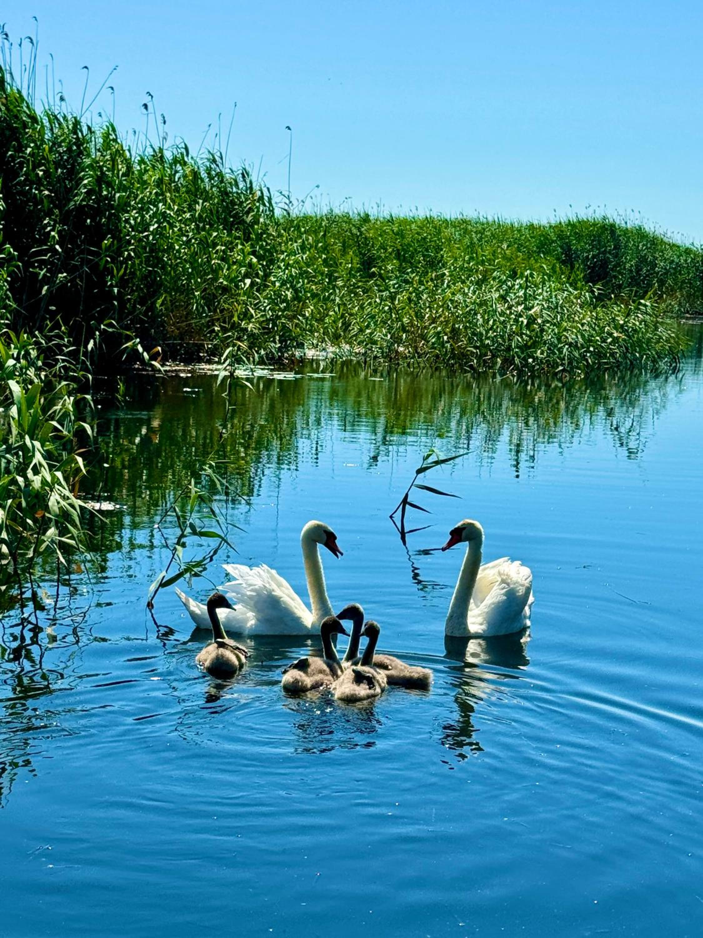 Danube Delta View