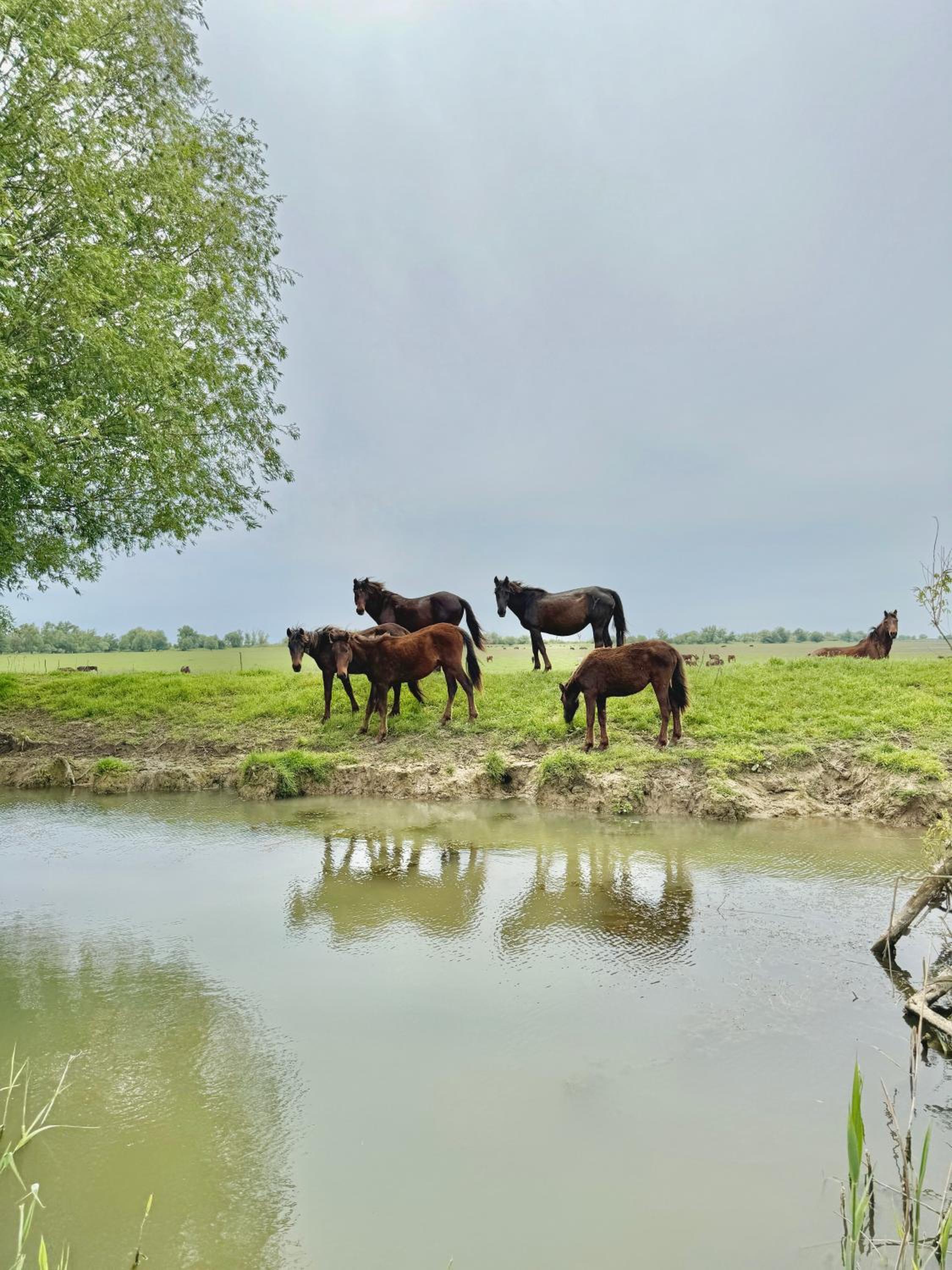 Danube Delta View