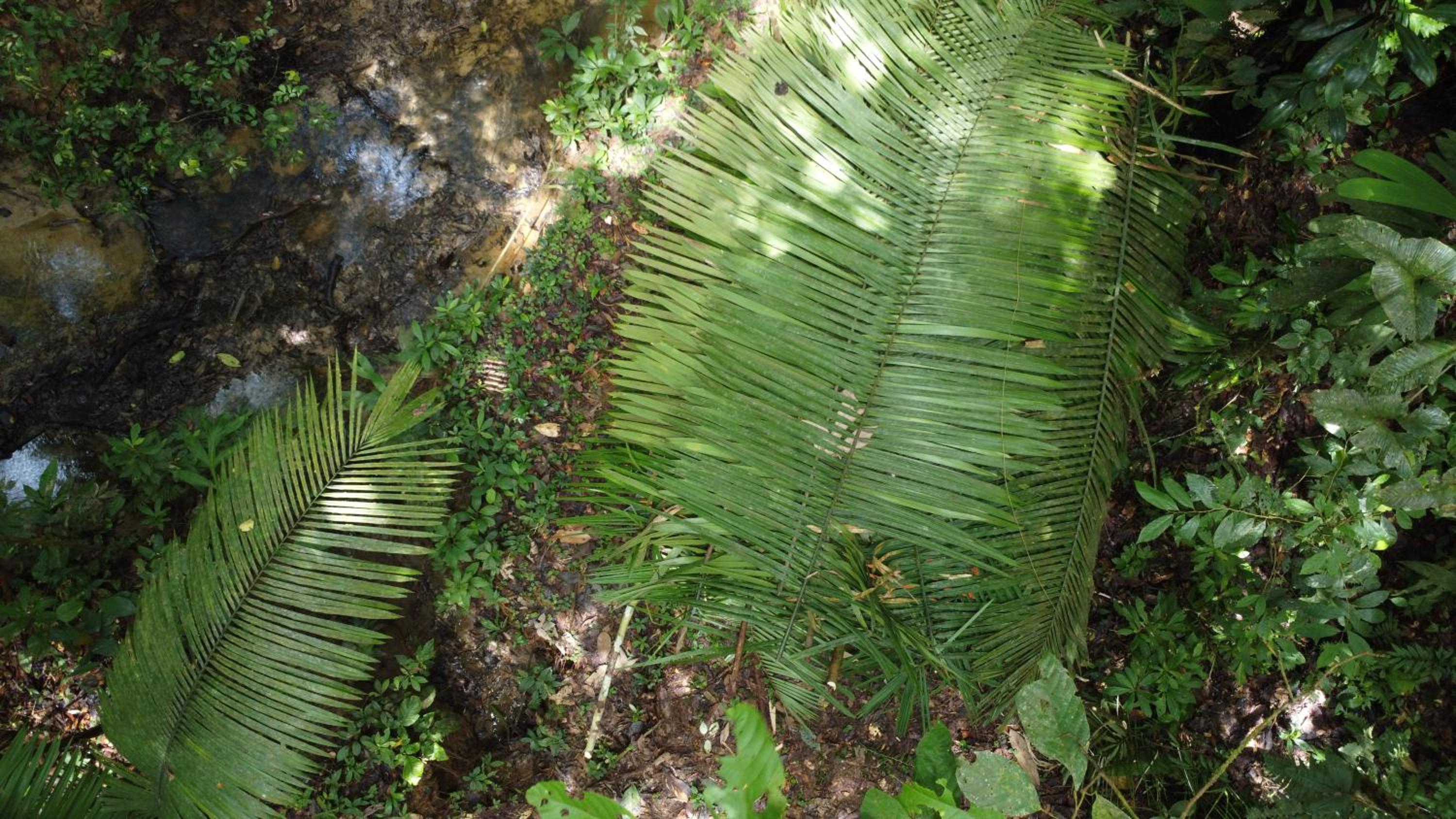Amazon Jungle lodge -Experencia Indigena Yagua