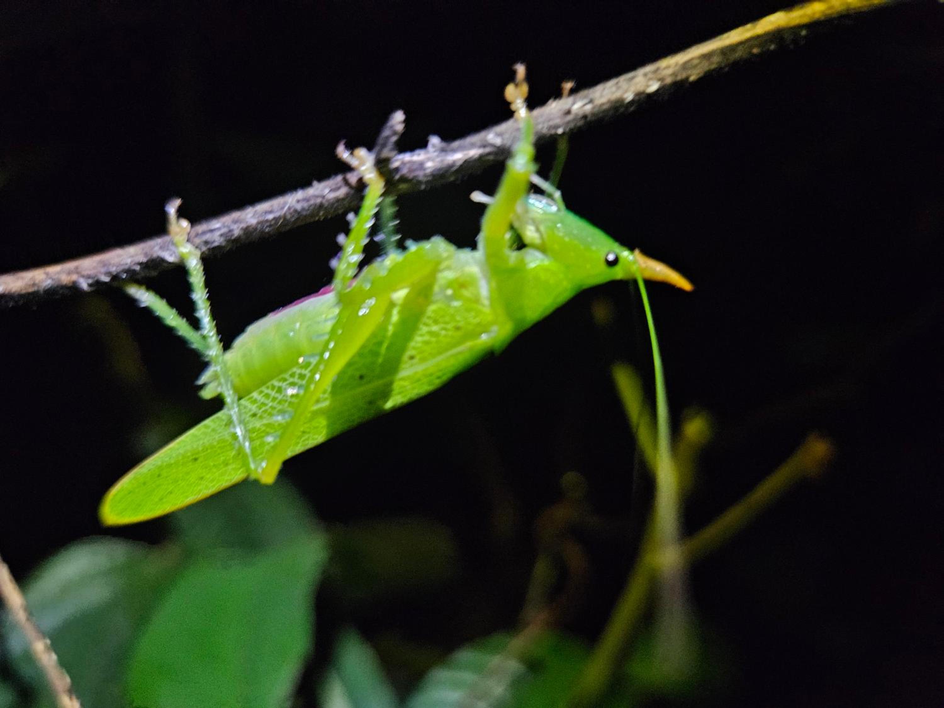 Amazon Jungle lodge -Experencia Indigena Yagua