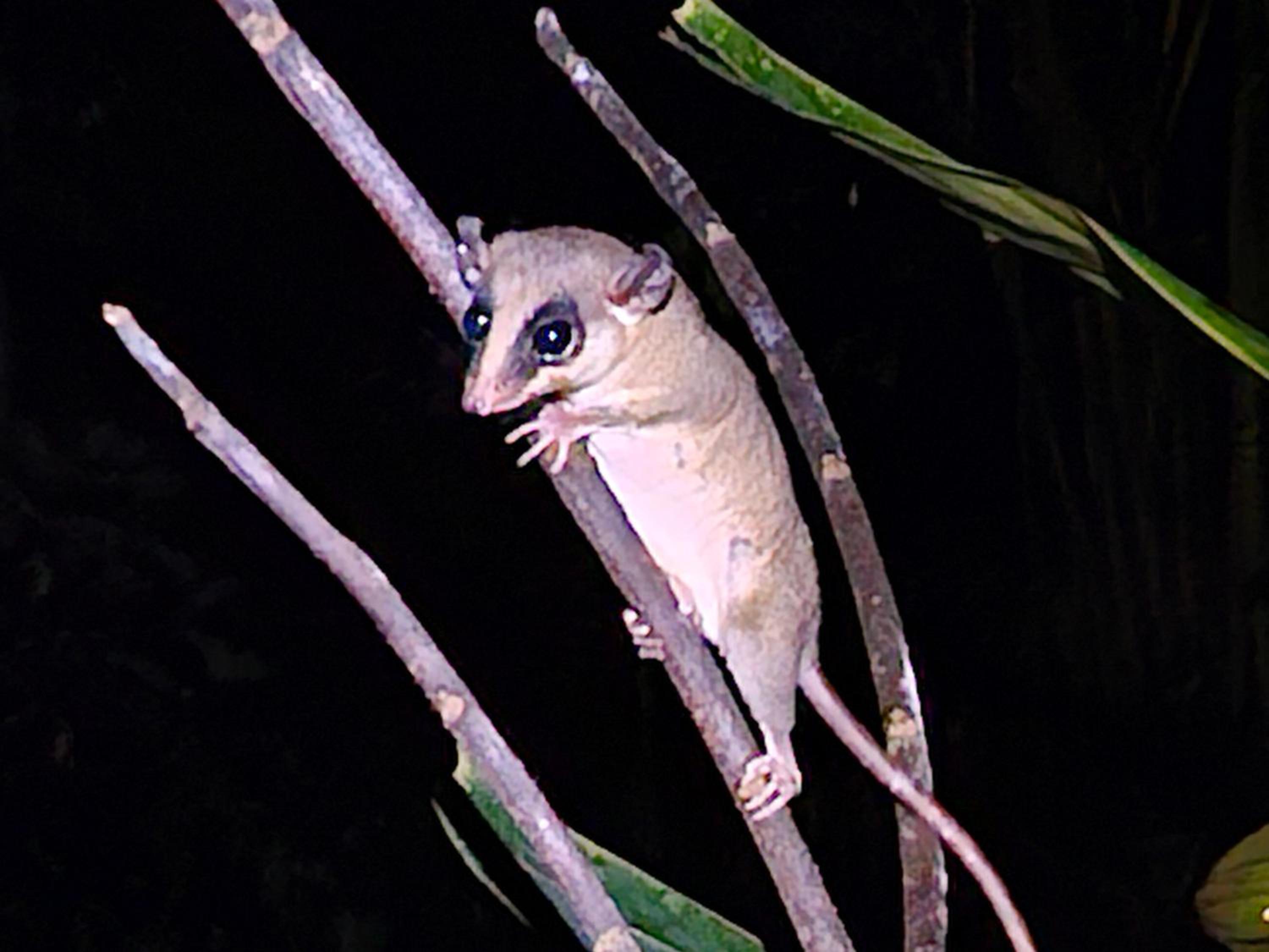 Amazon Jungle lodge -Experencia Indigena Yagua