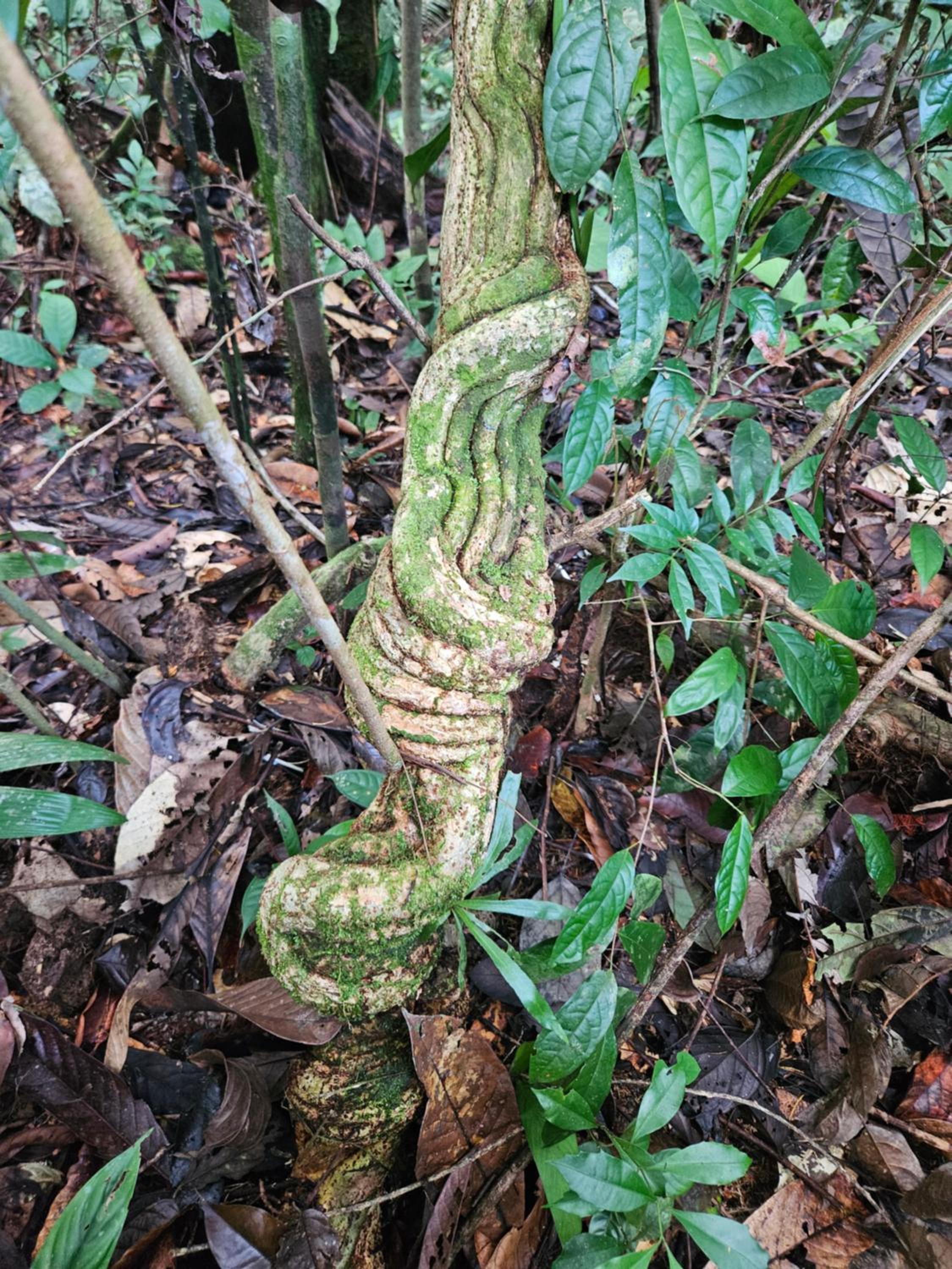 Amazon Jungle lodge -Experencia Indigena Yagua
