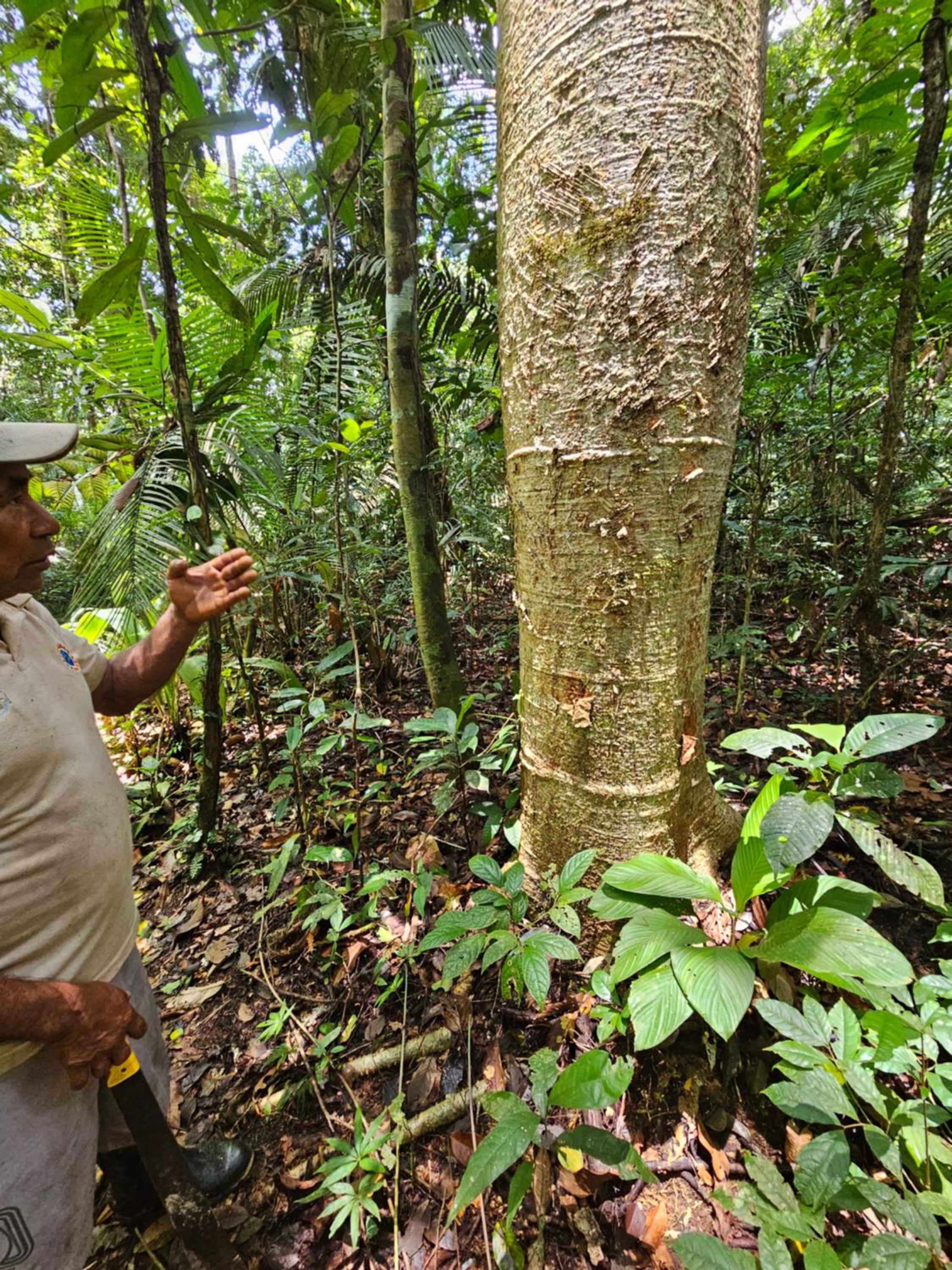 Amazon Jungle lodge -Experencia Indigena Yagua