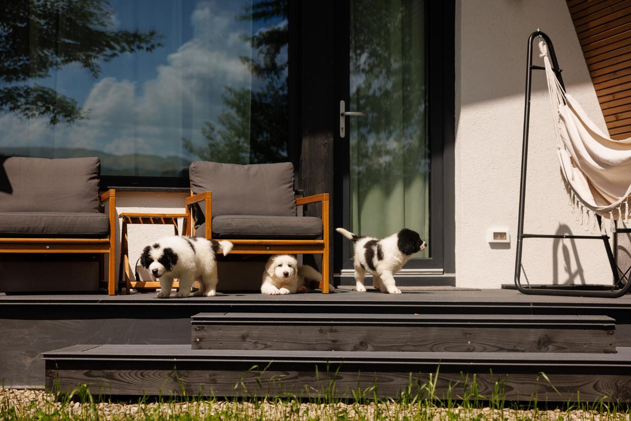Reconnect Glamping Stulpicani