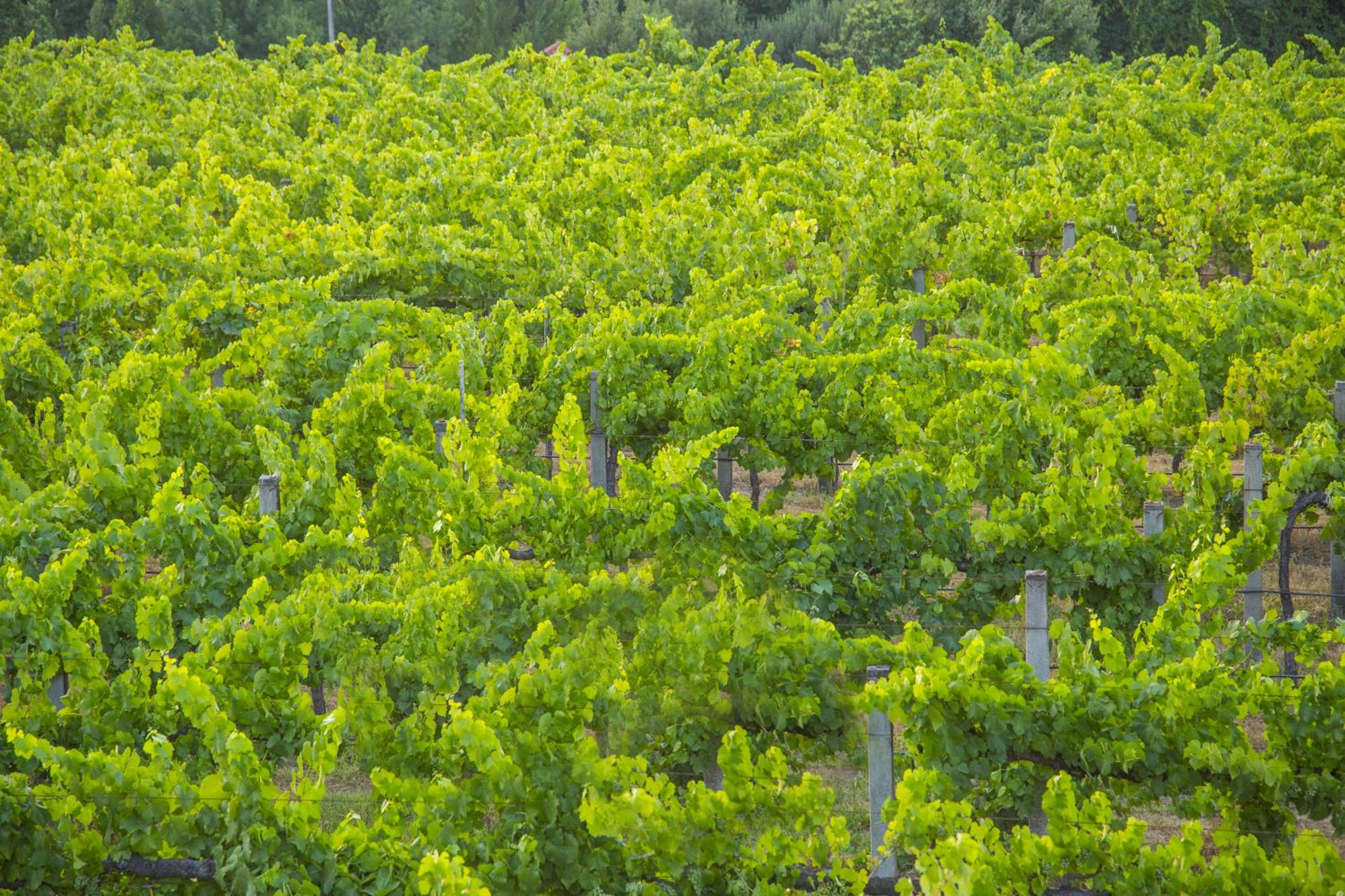 Quinta das Secas view 5