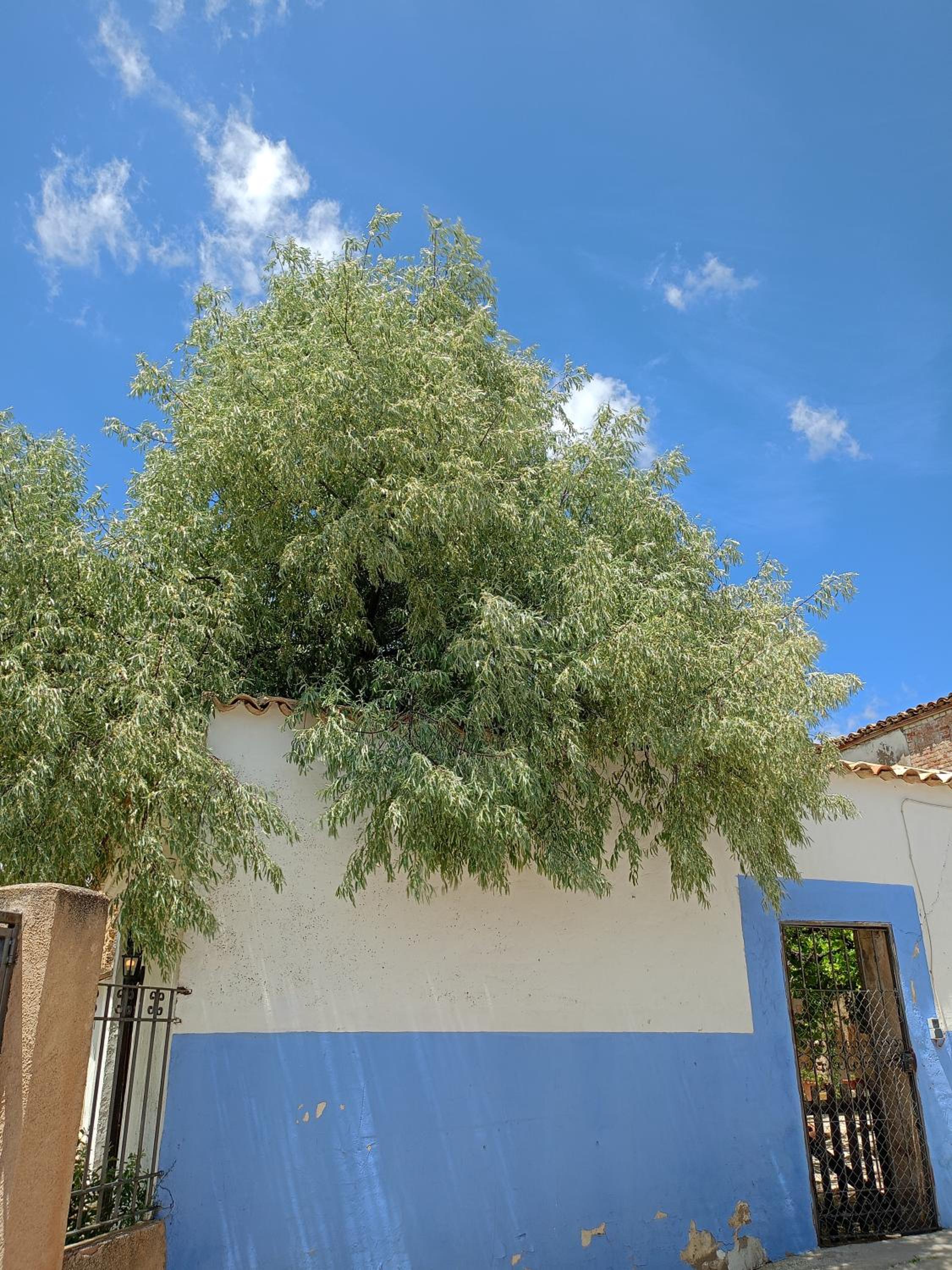 Malpesa Rural
