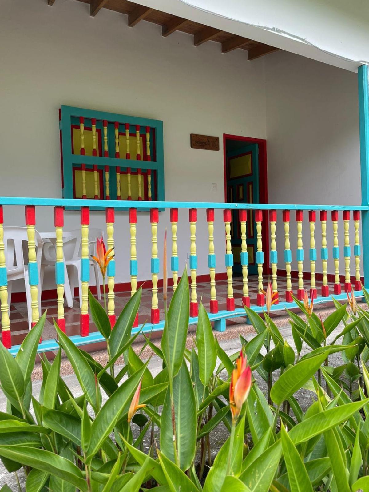 Dreamer Cocora