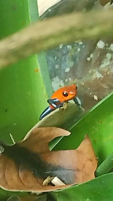 viajero solitario