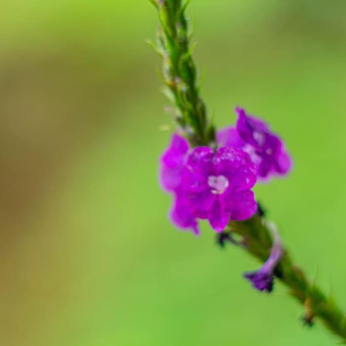 viajero solitario