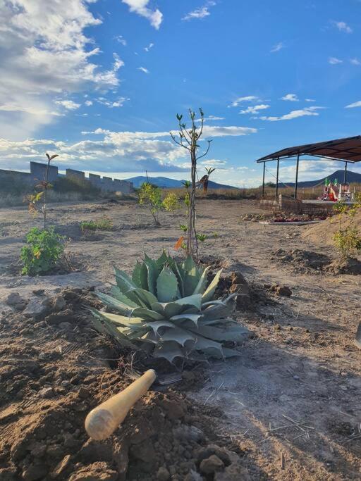 Bungalow Jabalí en Fábrica de Mezcal by Casa Oaxaca