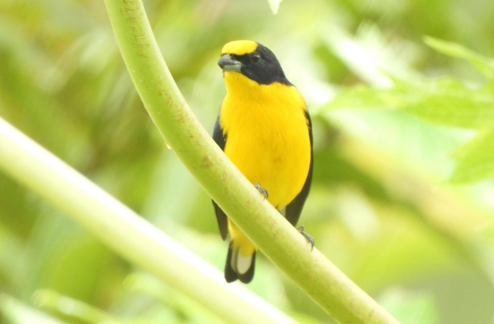 El Jardín de Flora