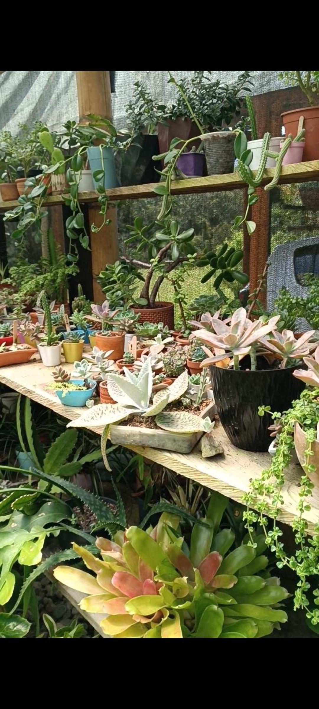 El Jardín de Flora