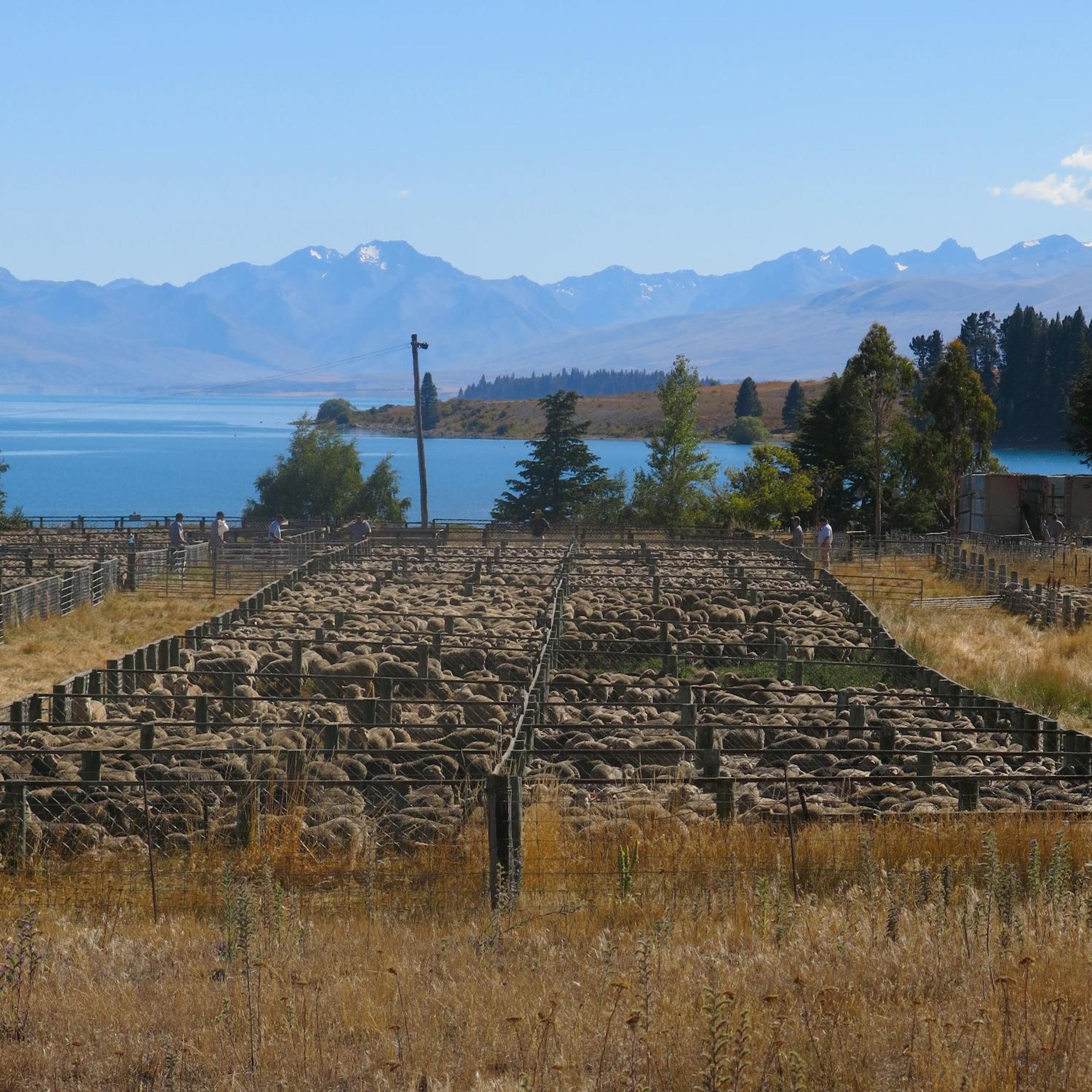 Silver Tussock - Lake Tekapo