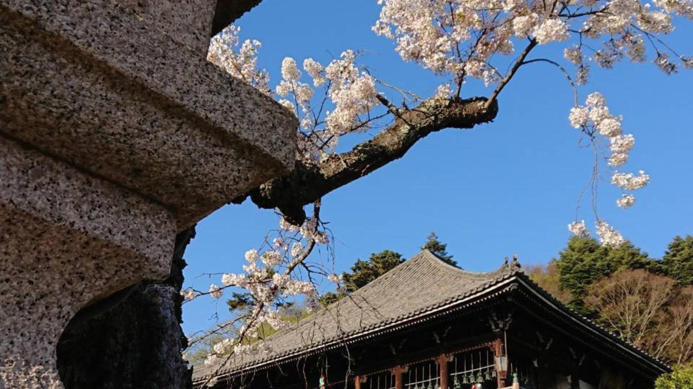 Nara Park Hotel