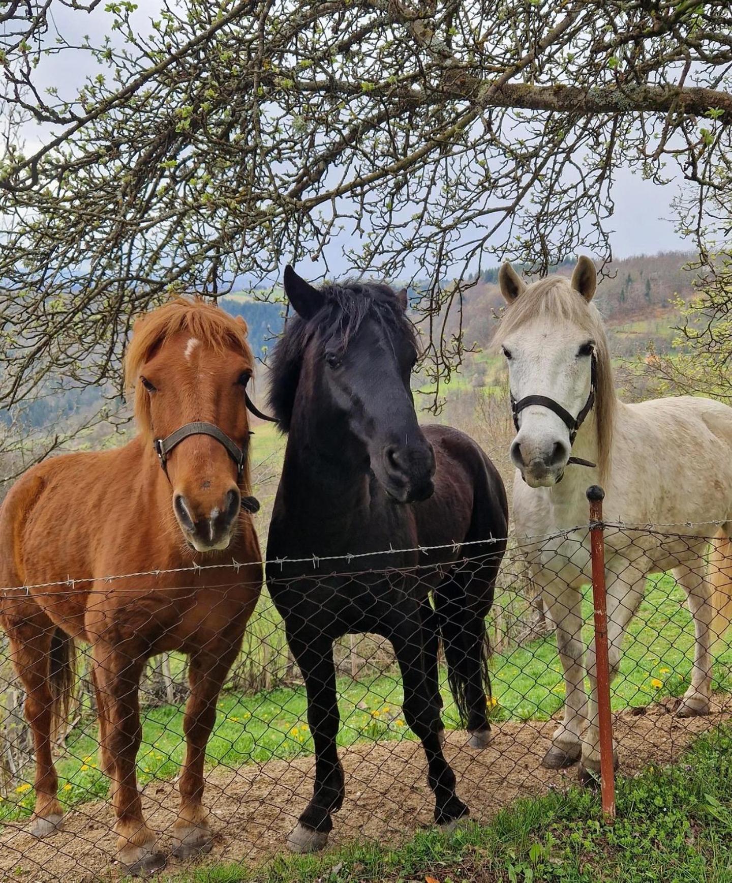 Etno kuća Krvavac view 5
