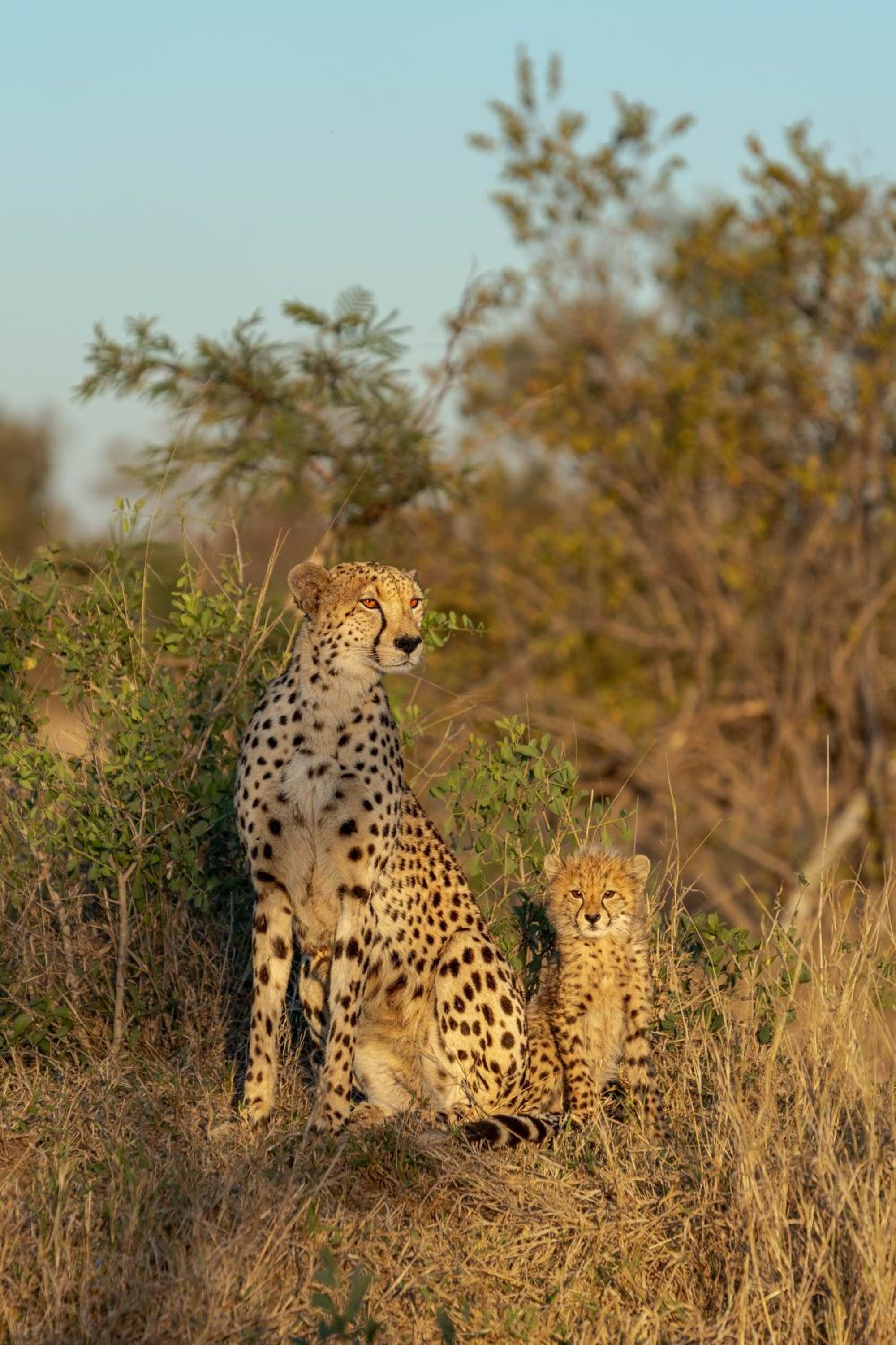 Buffelshoek Tented Camp