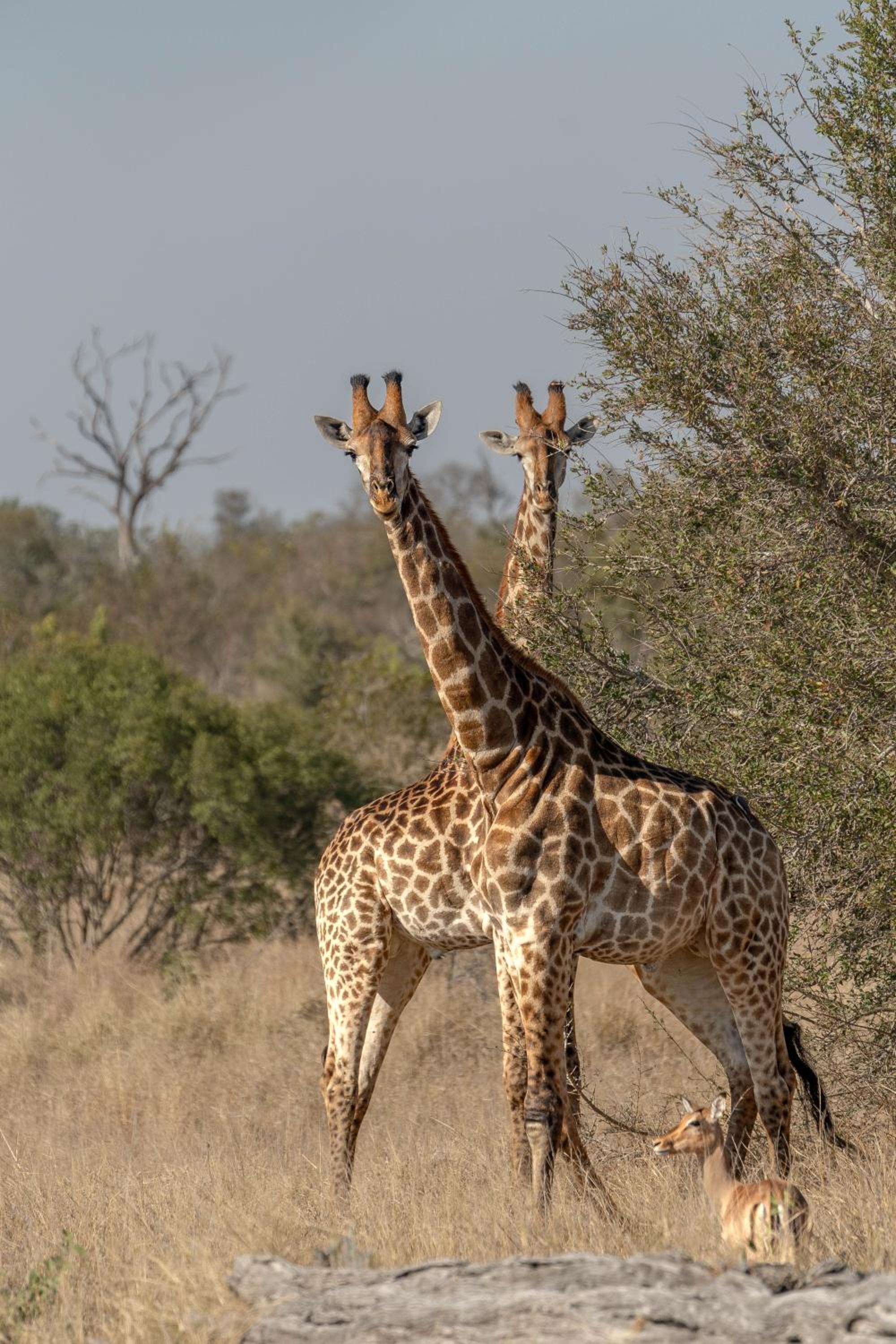 Buffelshoek Tented Camp