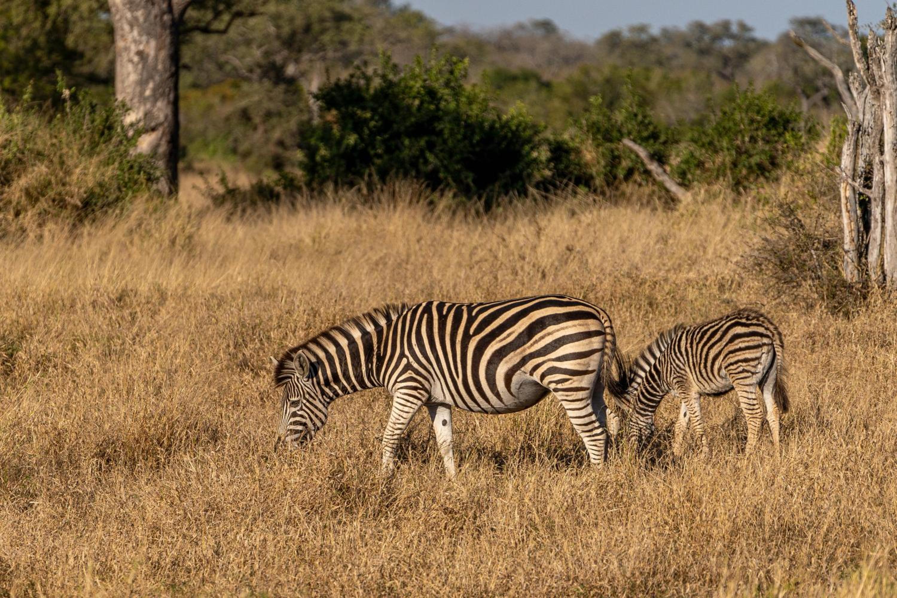 Buffelshoek Tented Camp