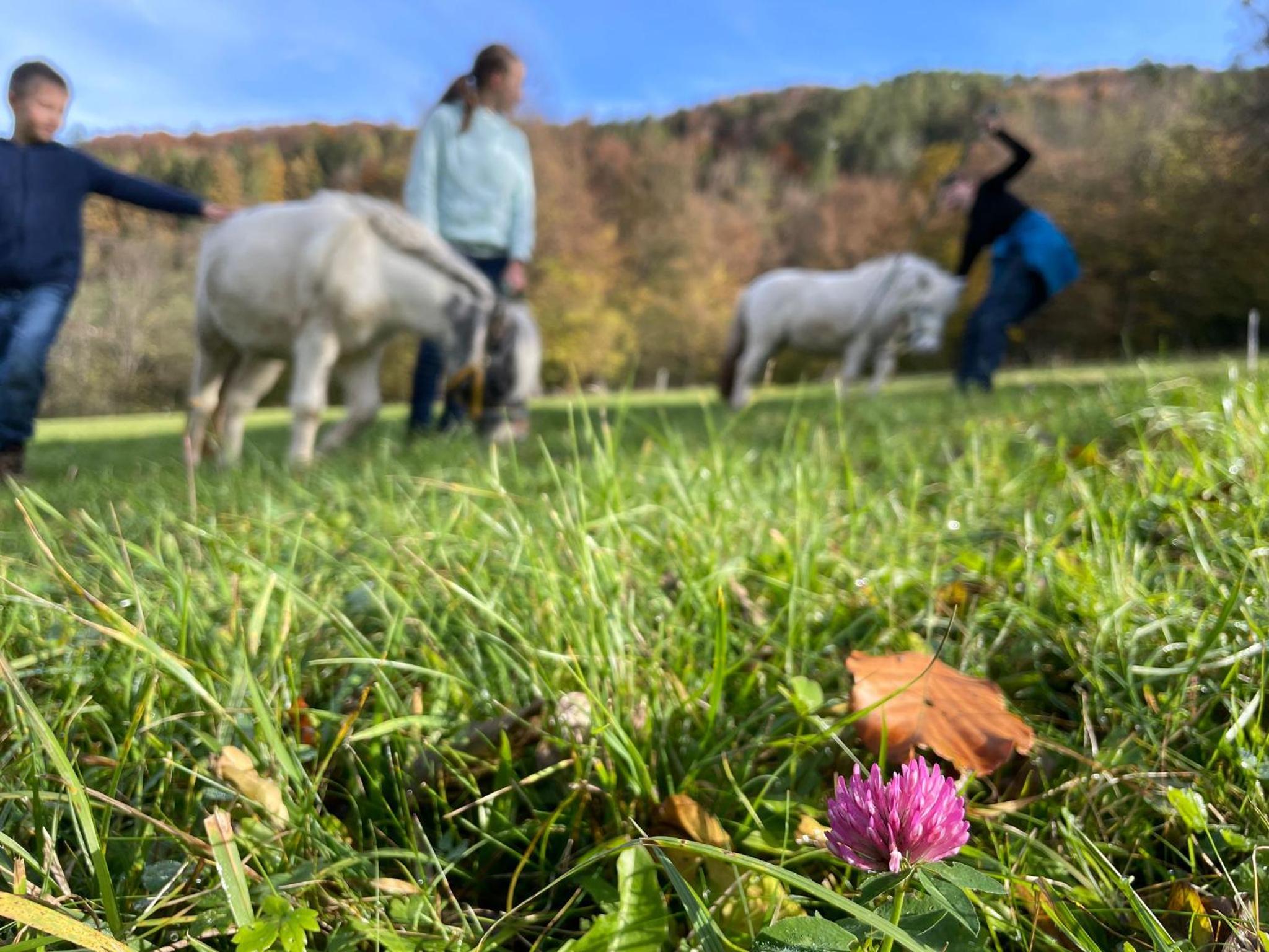 Büchlhof - App. Breitenstein