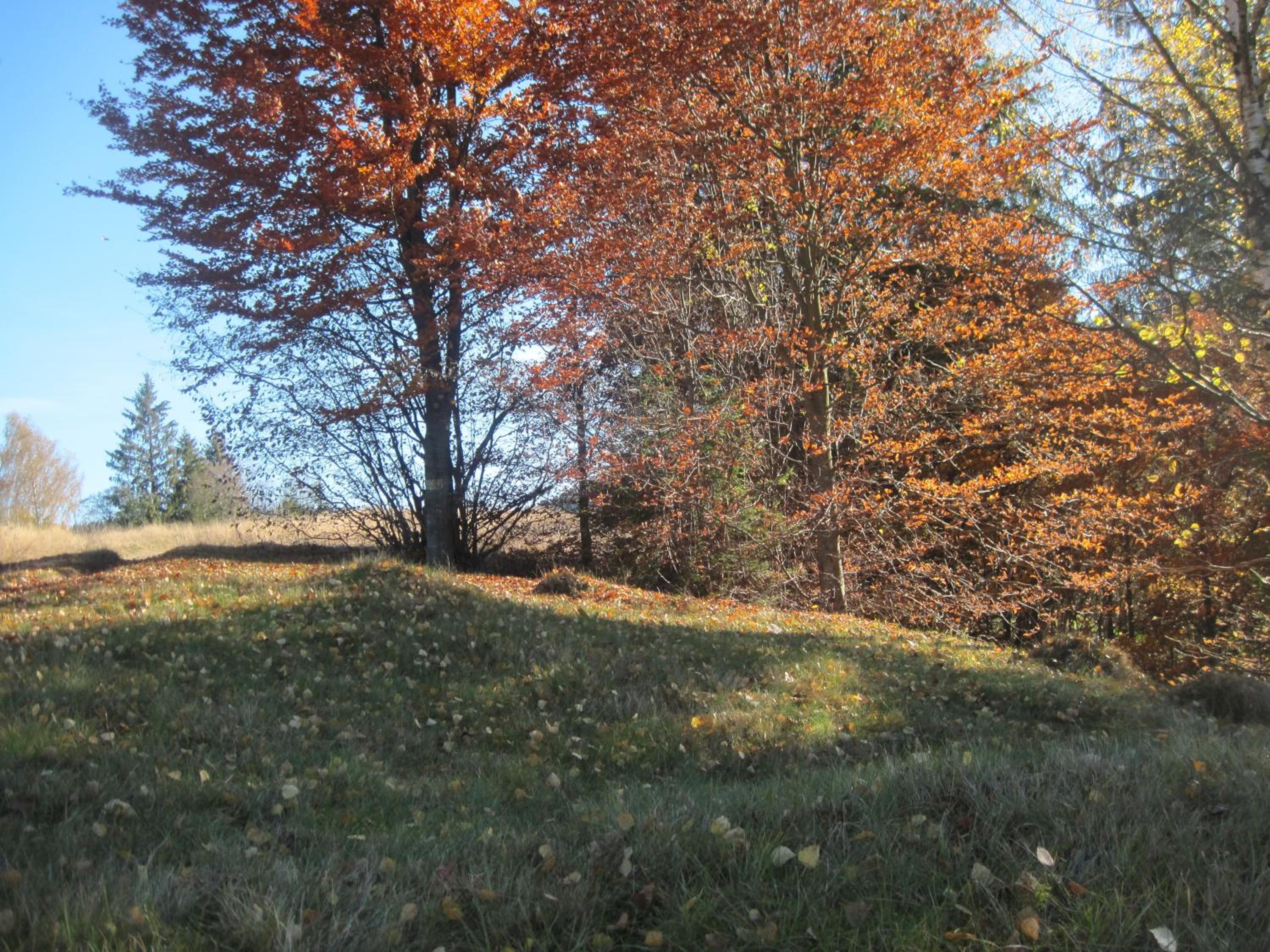 Photo 29