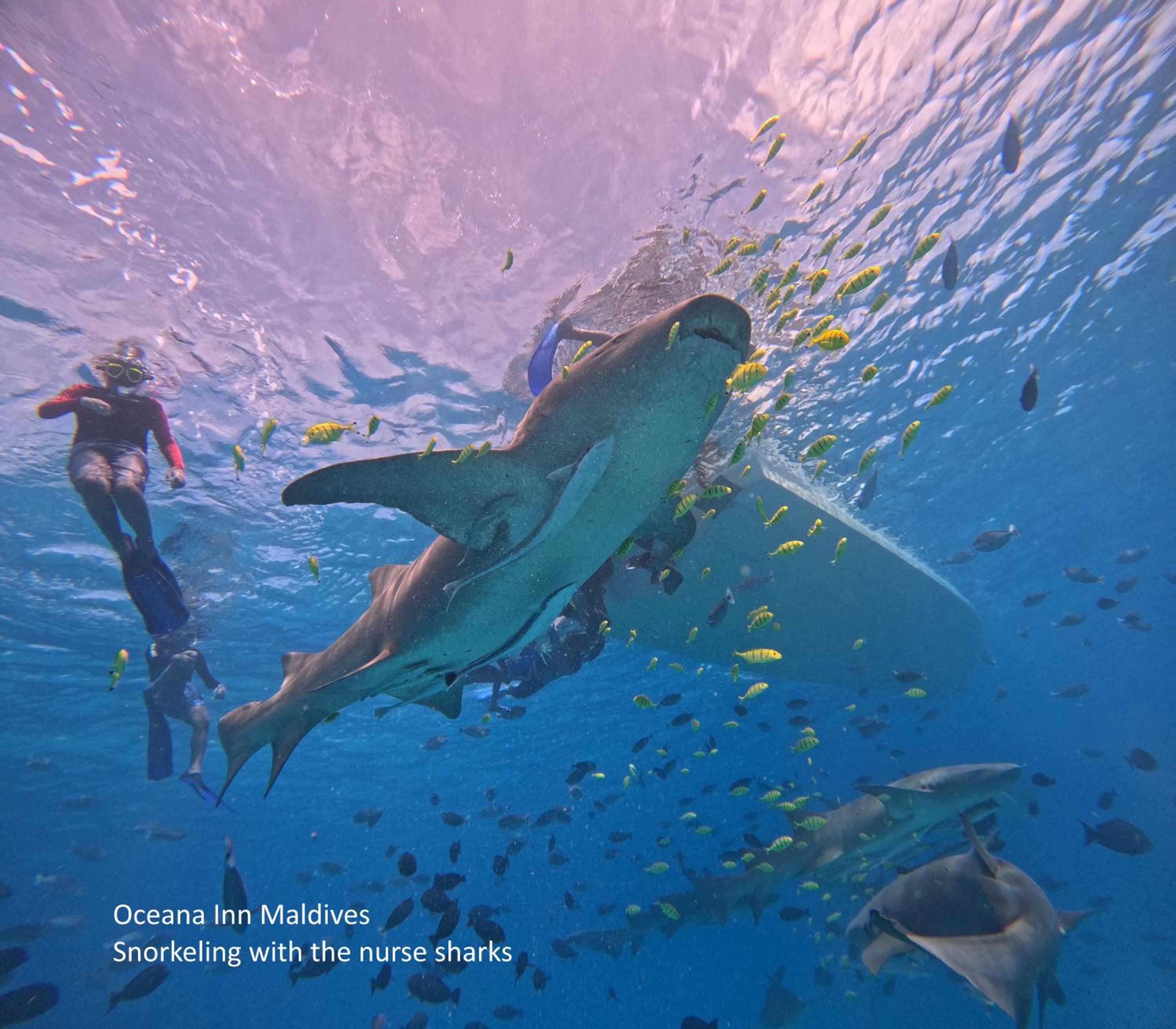 Oceana Inn Maldives -Free airport assistance at both international and domestic airports view 2