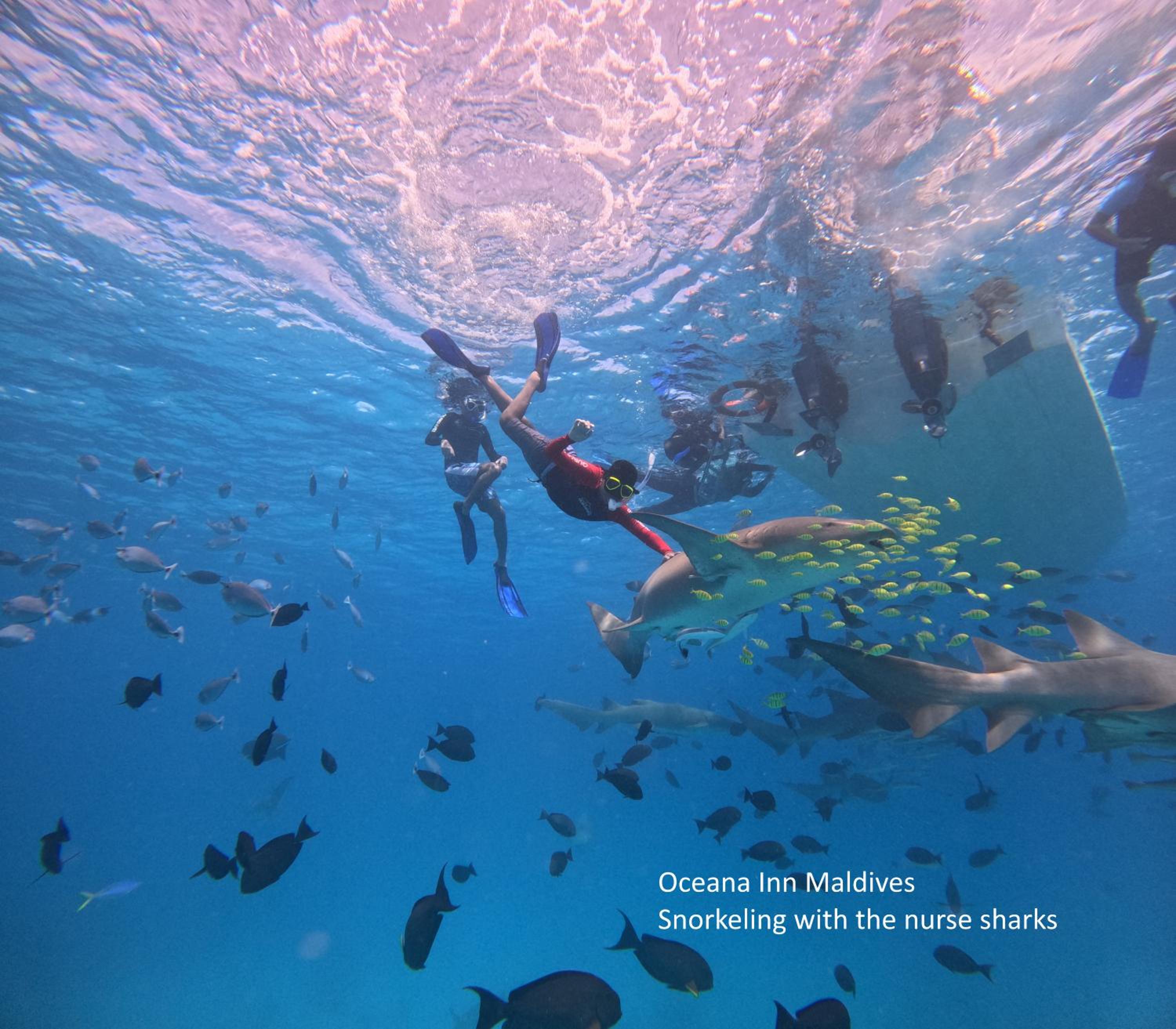 Oceana Inn Maldives -Free airport assistance at both international and domestic airports view 4