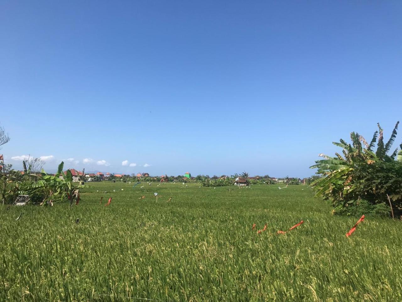 Ketewel Bed & Breakfast Niti Room view 4