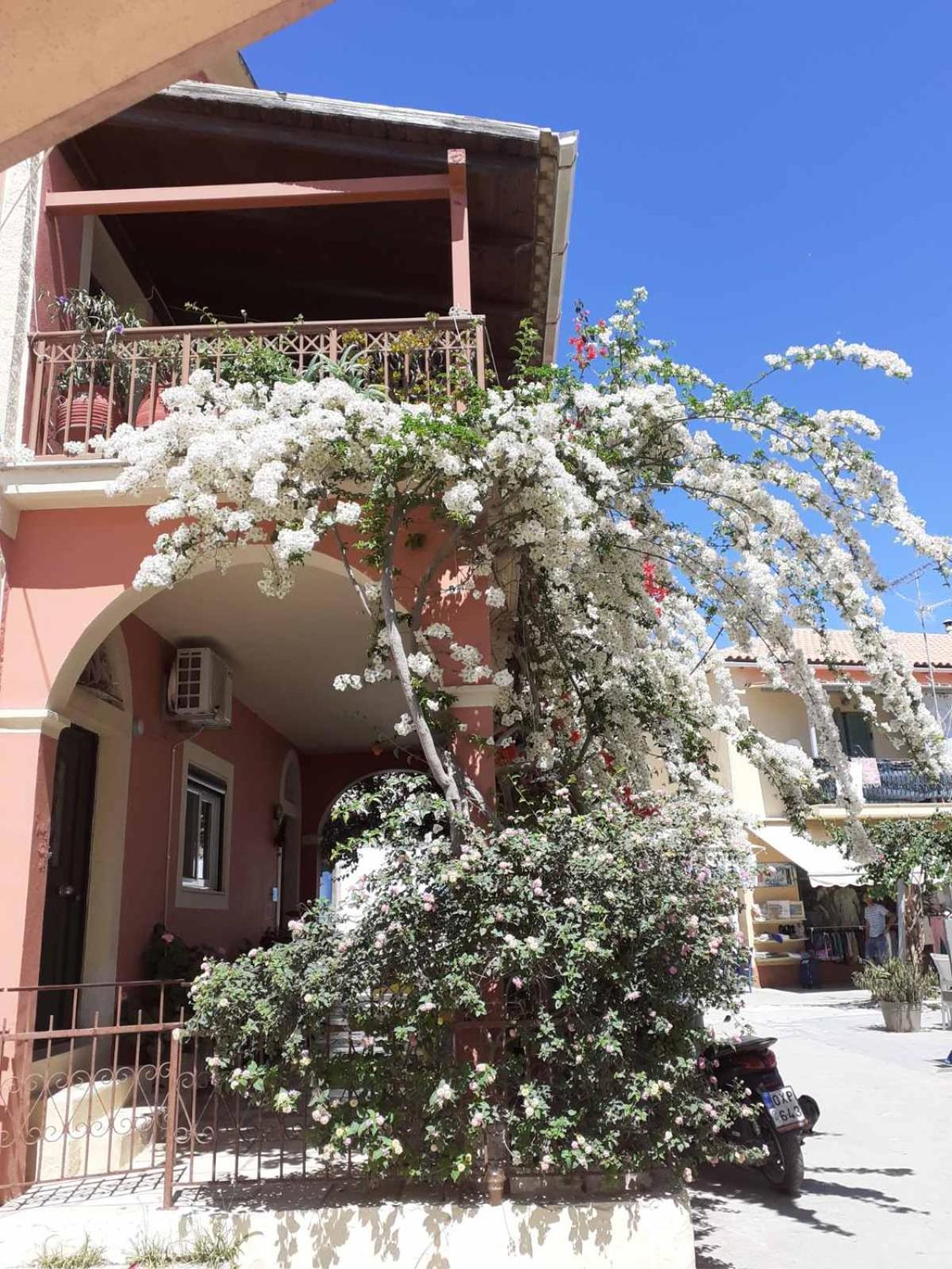 Anelina Paxos Residences ( Nafsika Apartment) photo 3