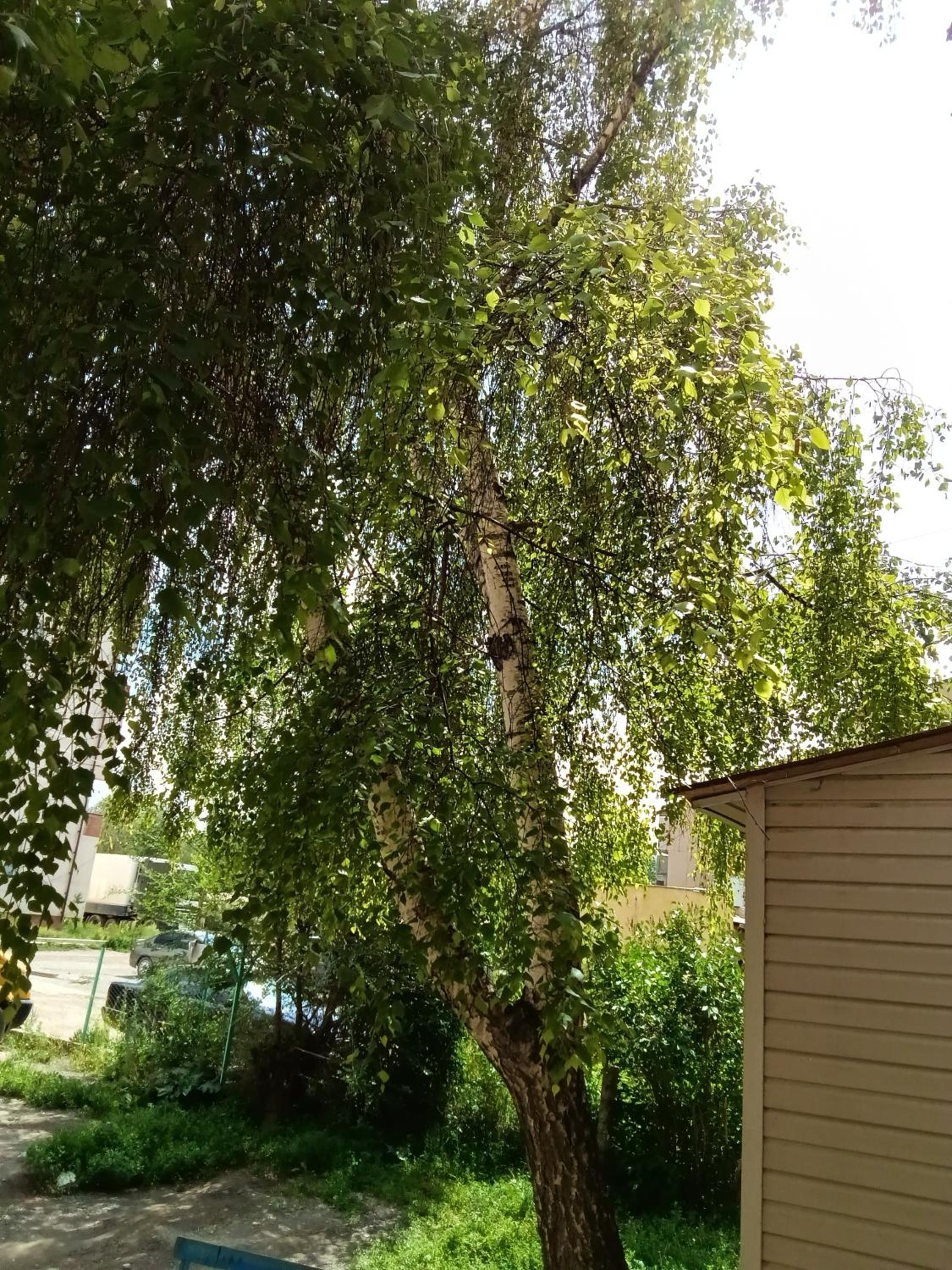 Photo 21