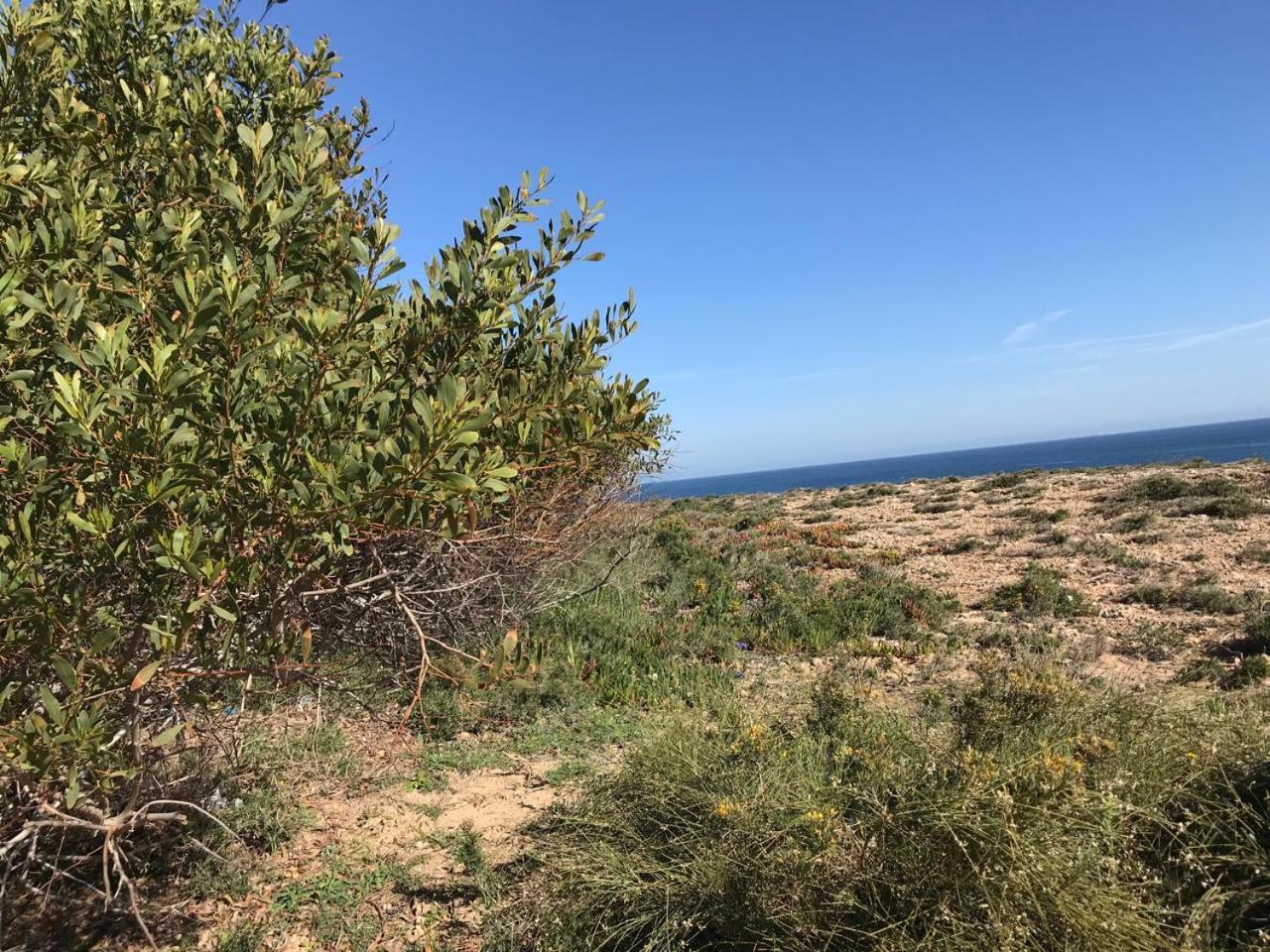 Aux Oliviers du Cap