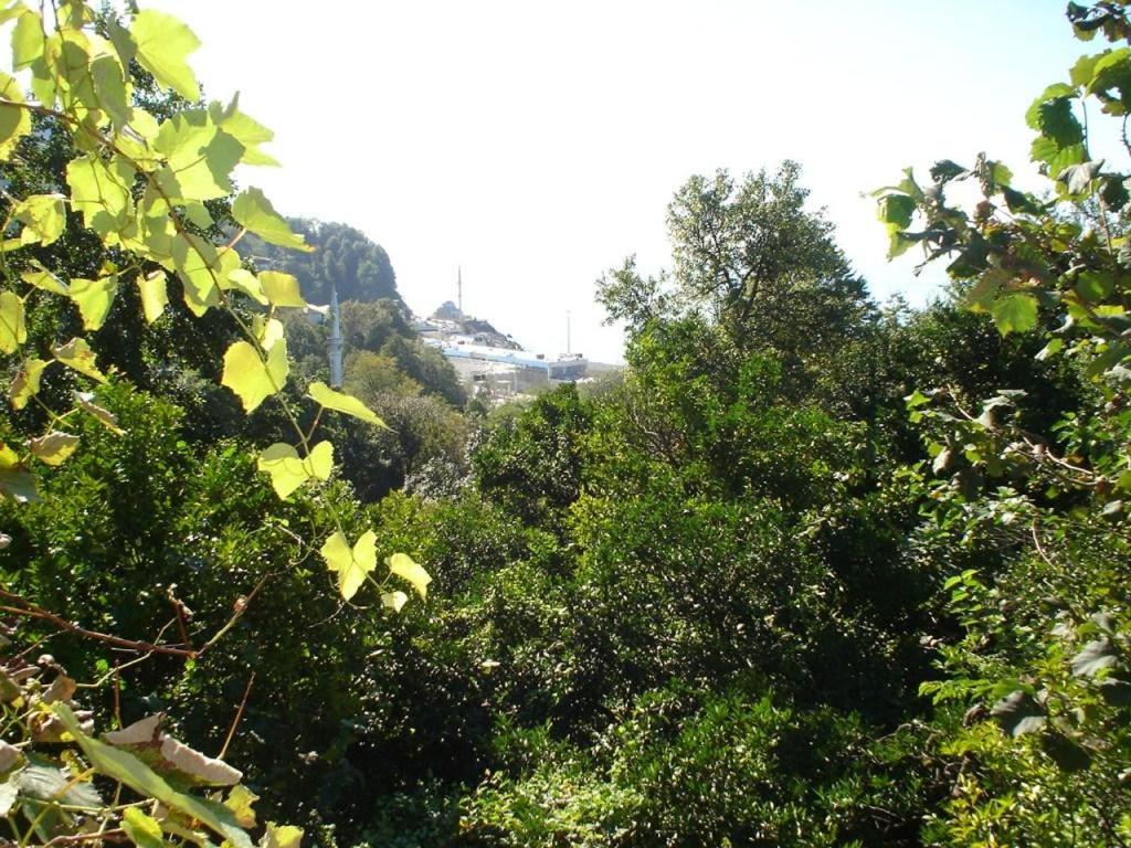 Sarpi
