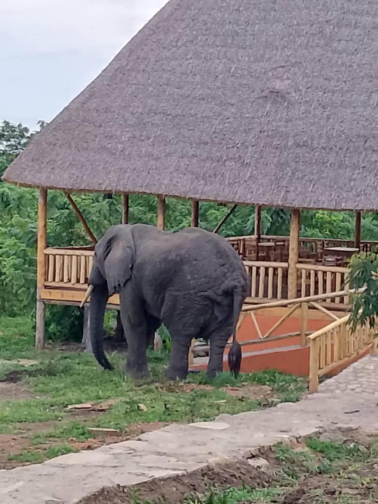 Bulbul safaris Lodge
