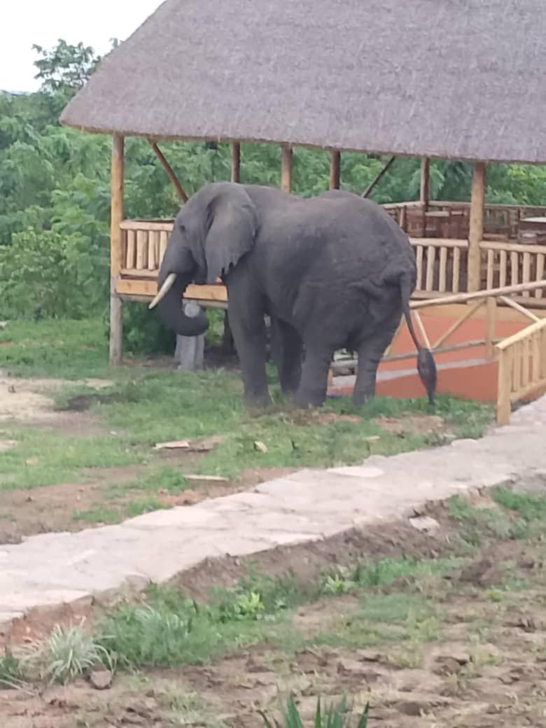 Bulbul safaris Lodge