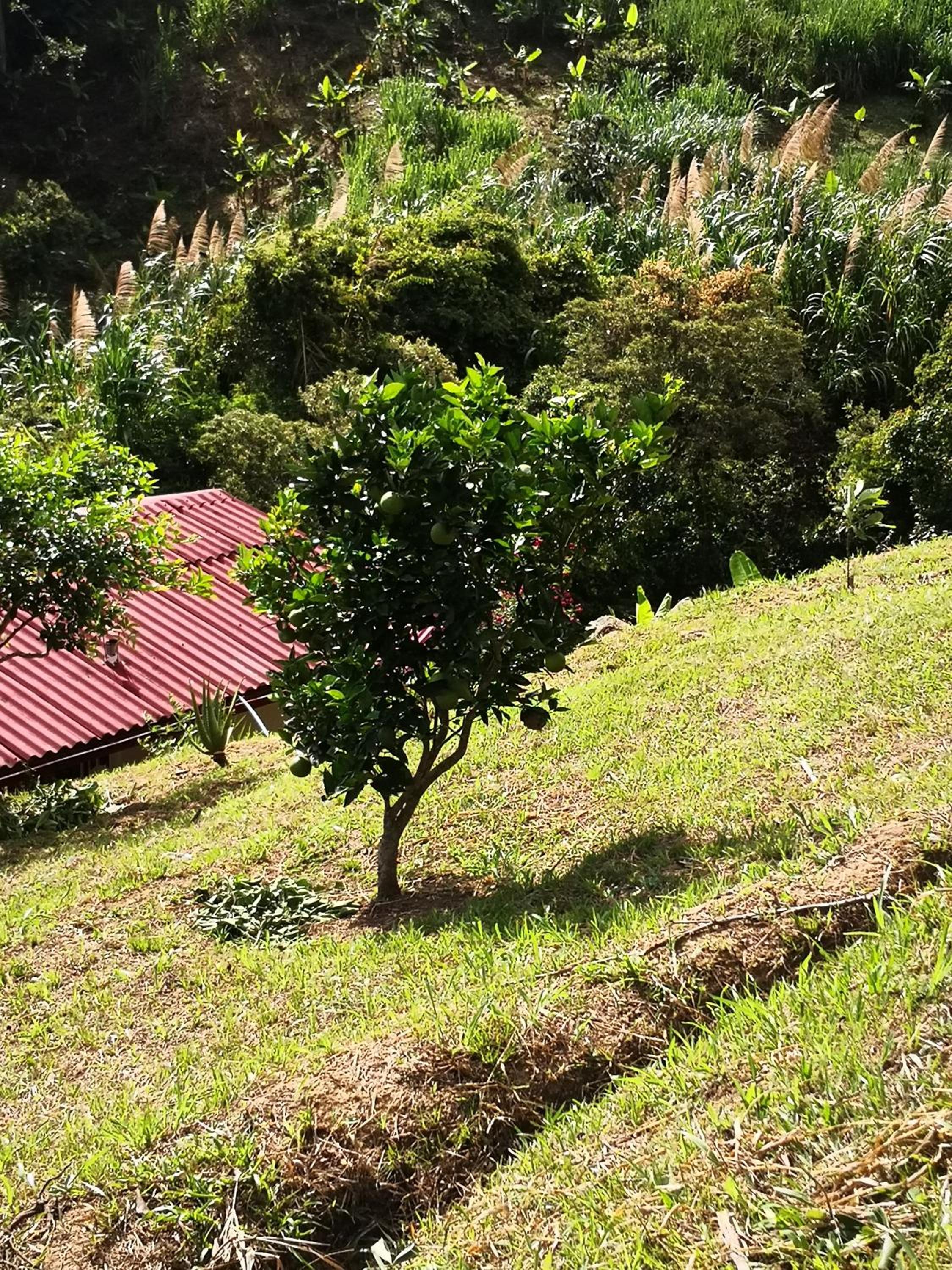Finca el Okaso