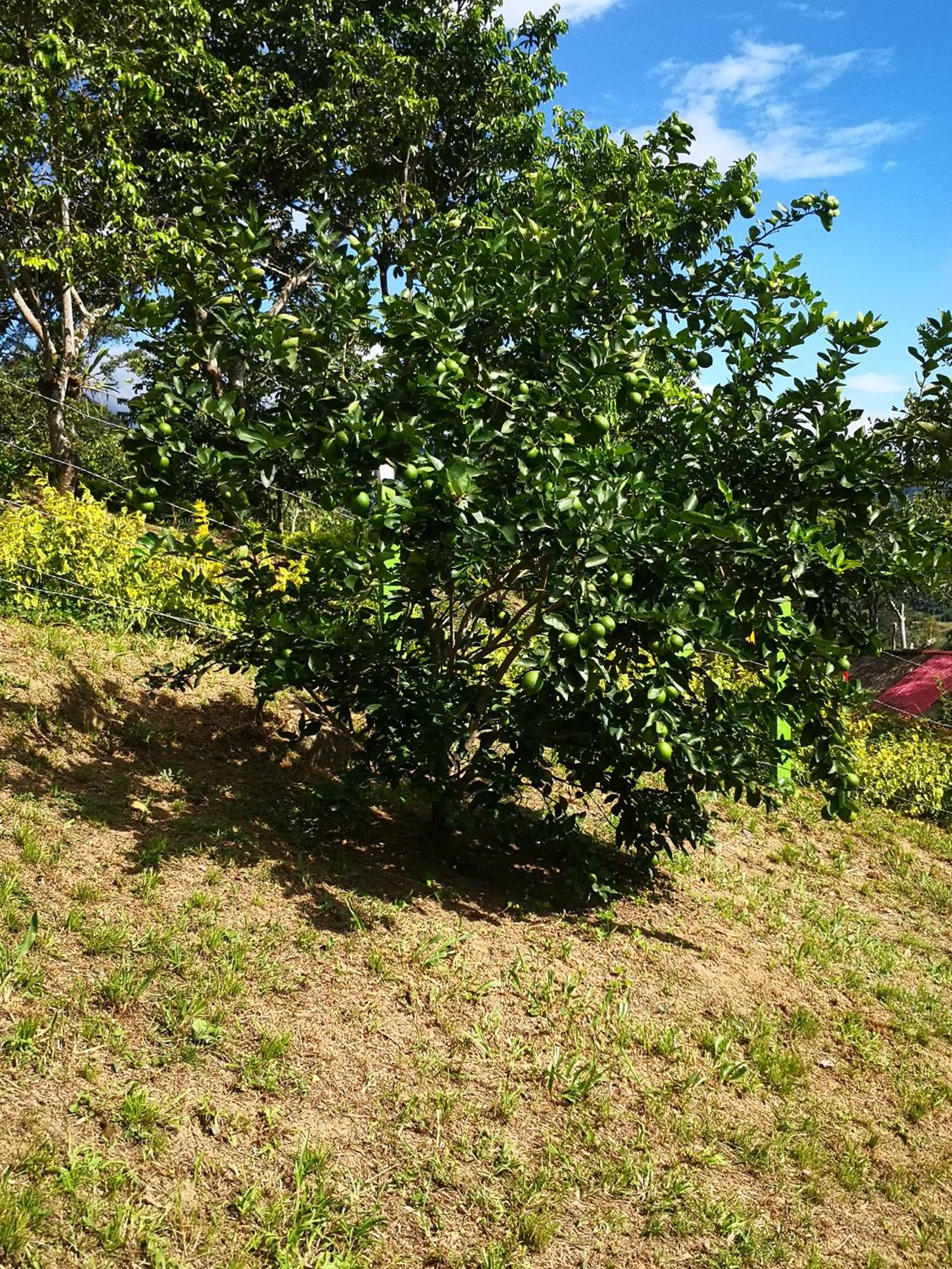 Finca el Okaso