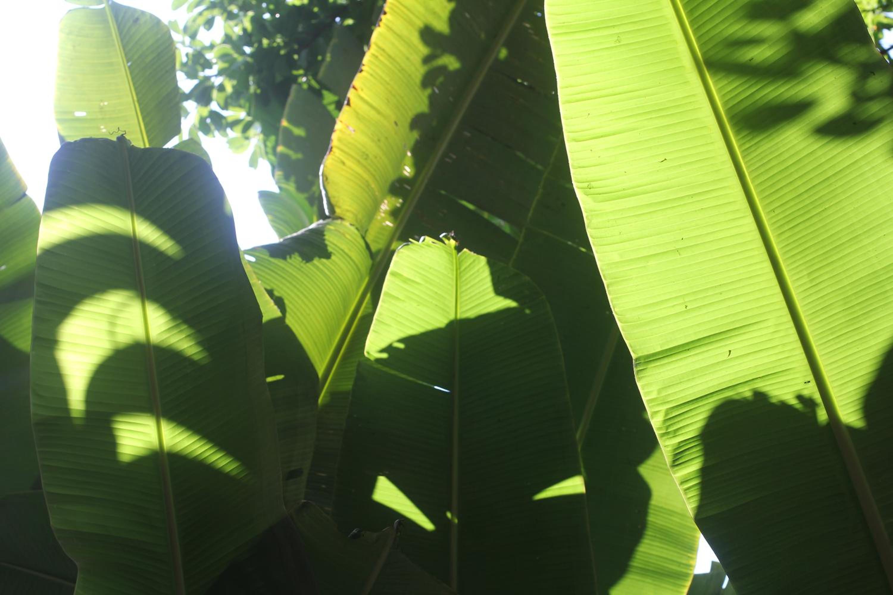Casa Laranja