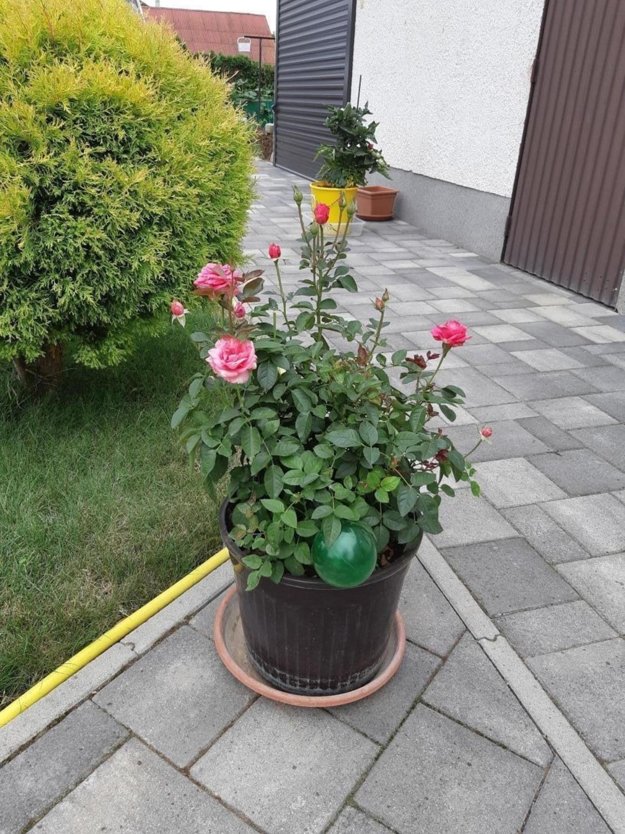 Photo 16