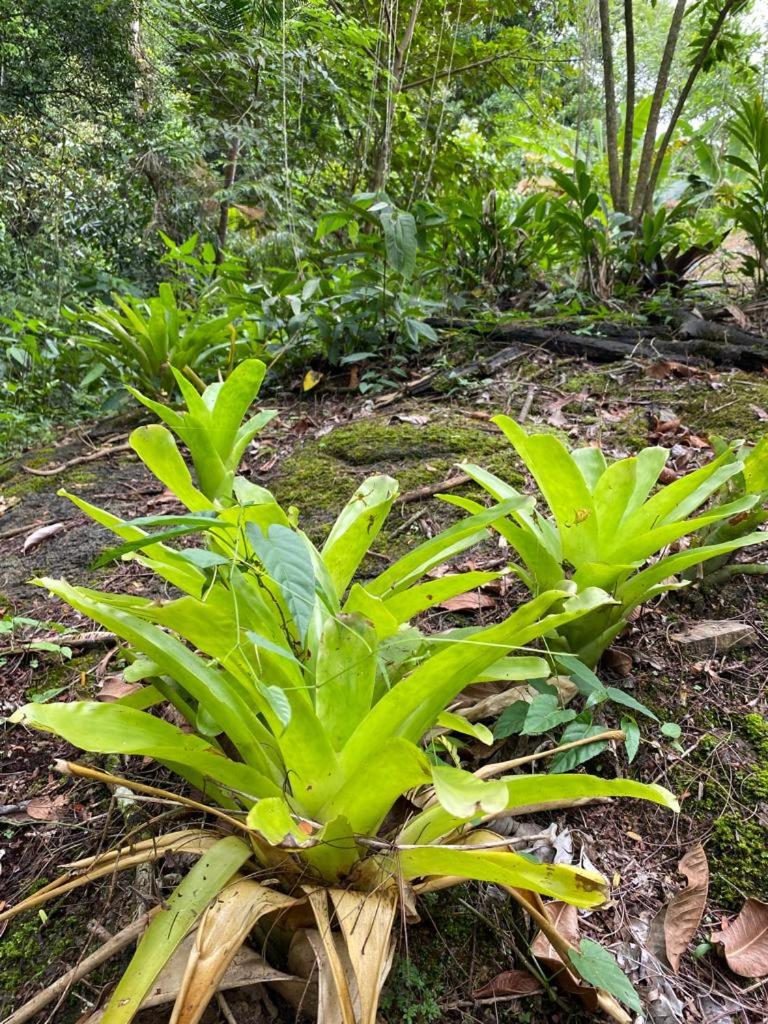 Recanto dos Pássaros