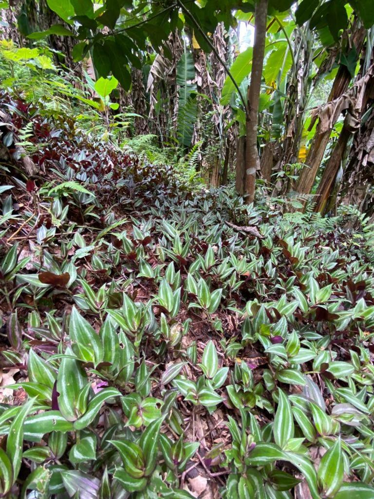 Recanto dos Pássaros