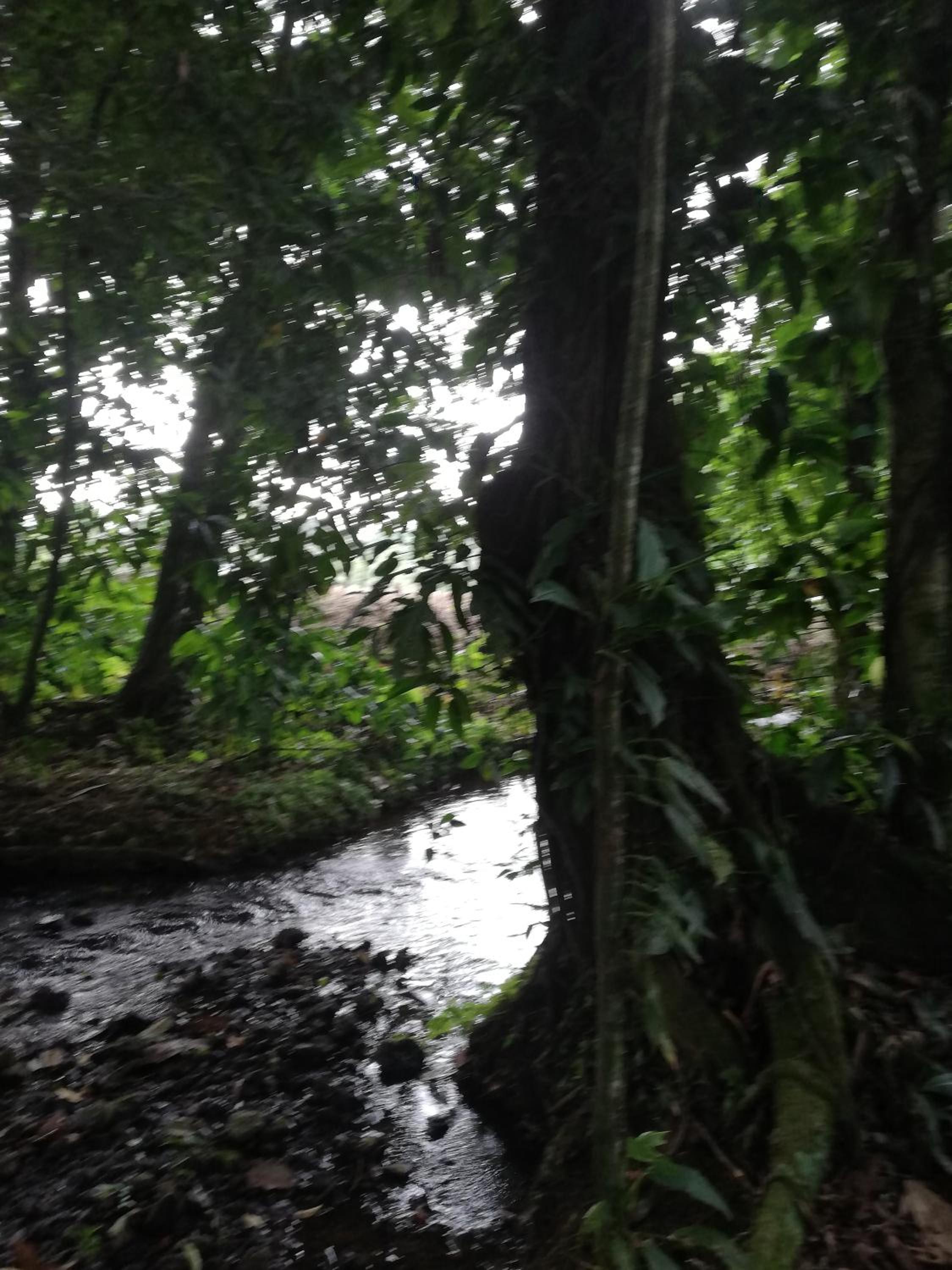 Paraíso Verde