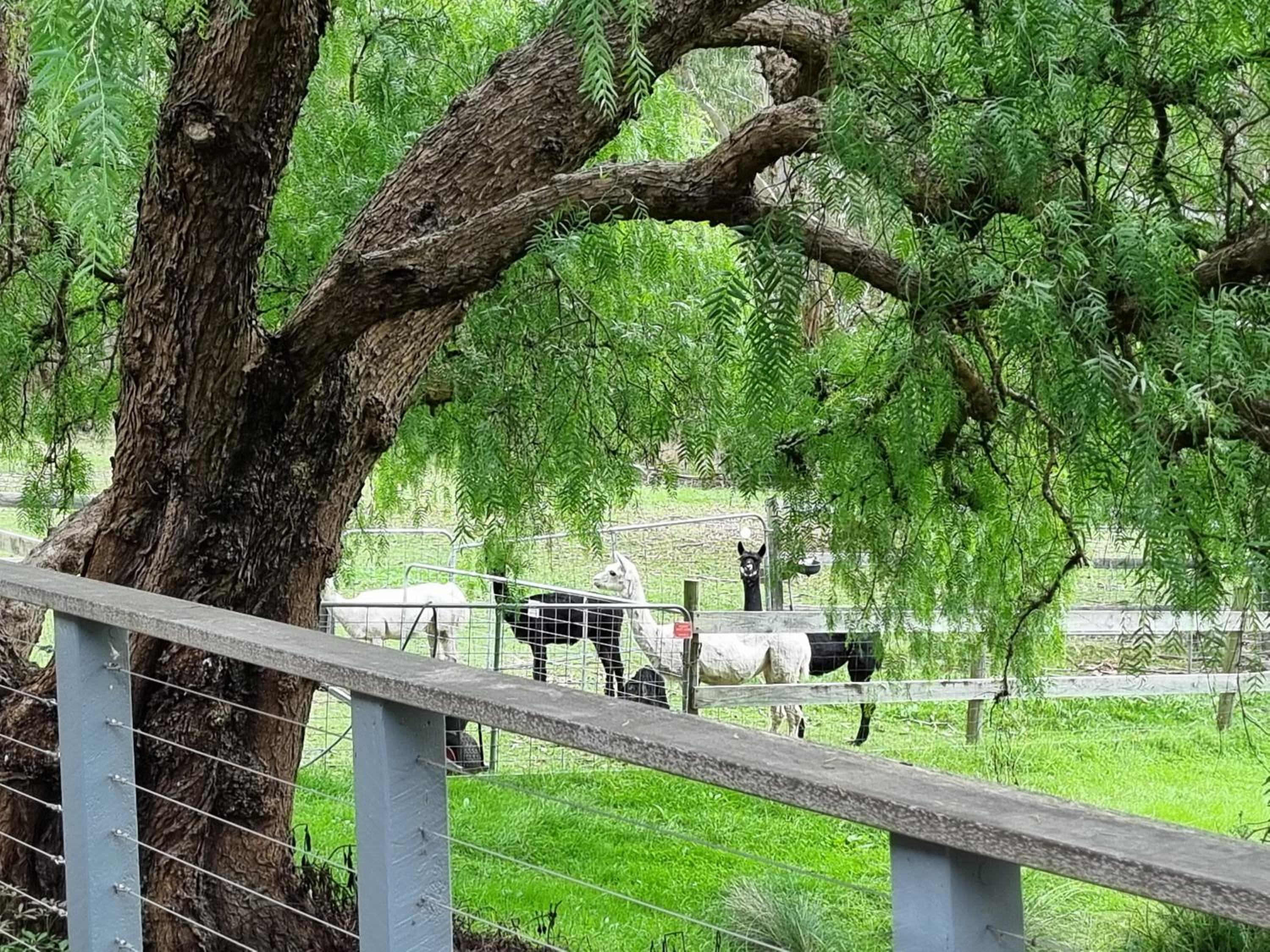 Winemakers Cottage at Treetops Red Hill