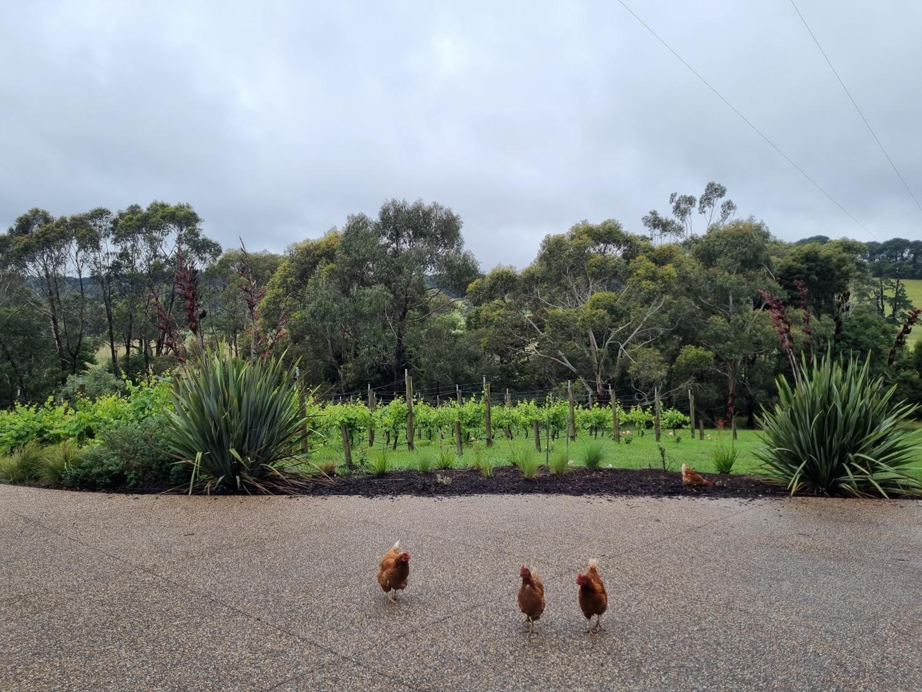 Winemakers Cottage at Treetops Red Hill