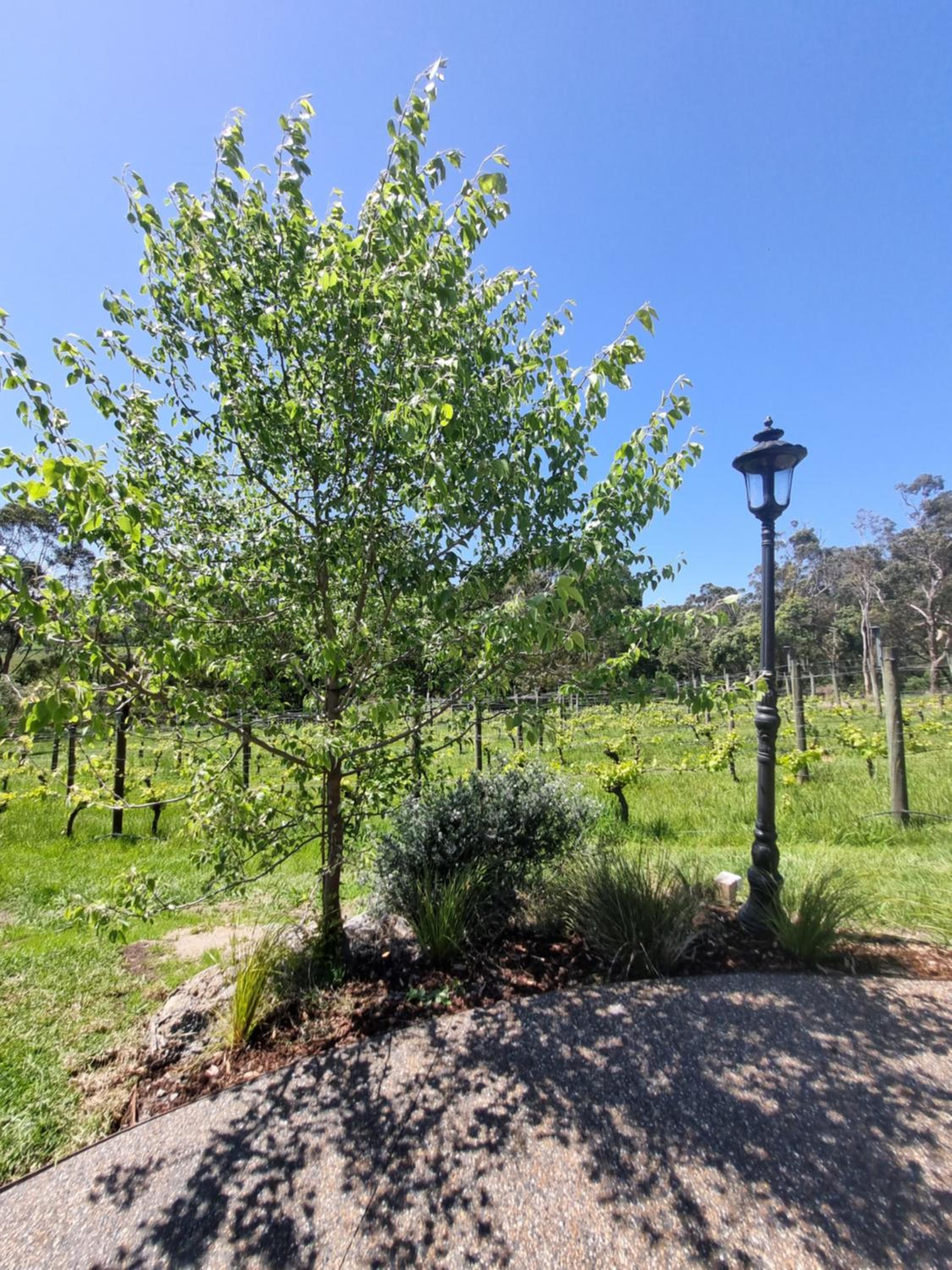 Winemakers Cottage at Treetops Red Hill