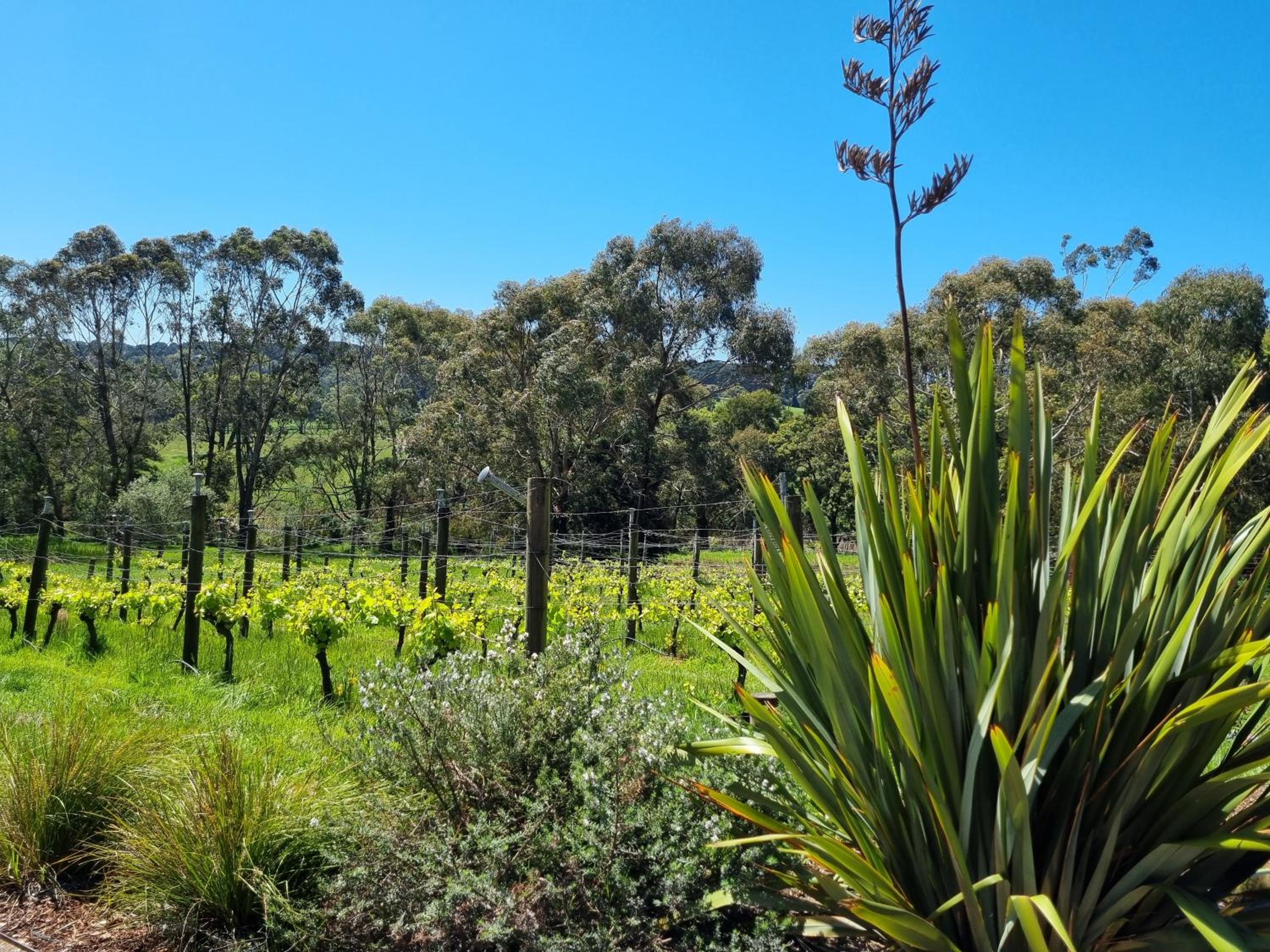 Winemakers Cottage at Treetops Red Hill