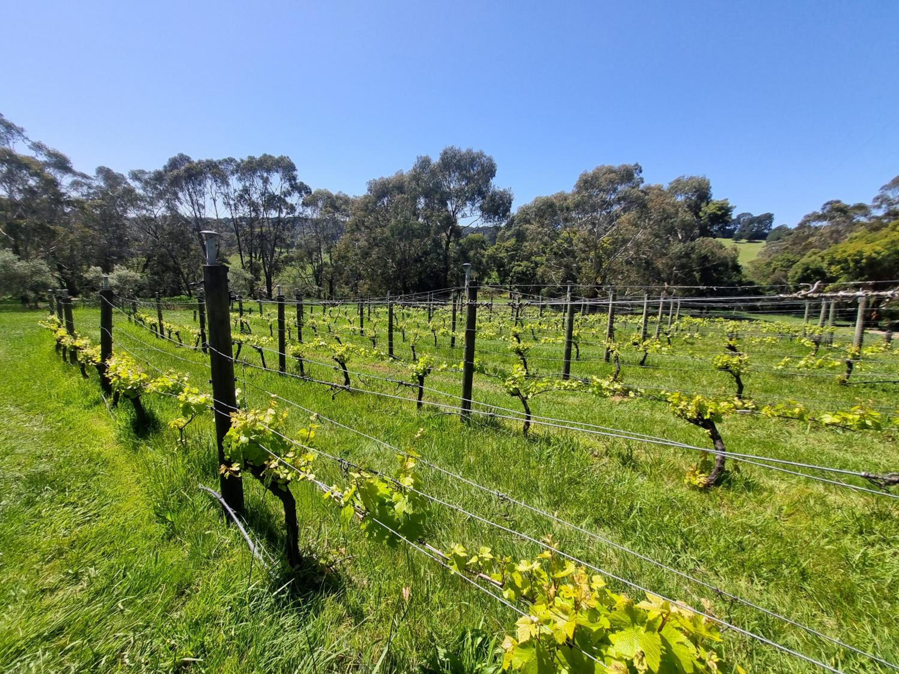 Winemakers Cottage at Treetops Red Hill