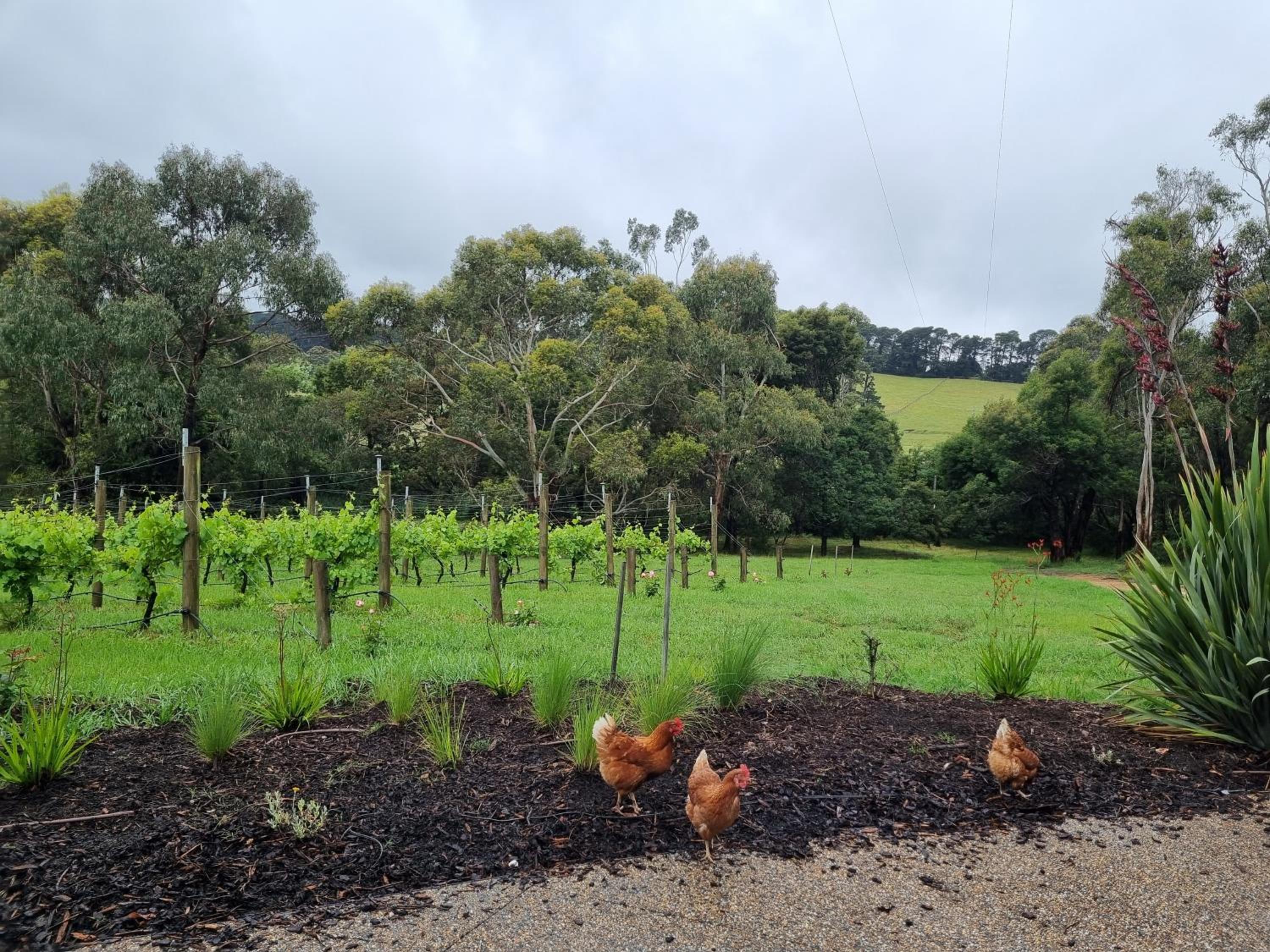 Winemakers Cottage at Treetops Red Hill