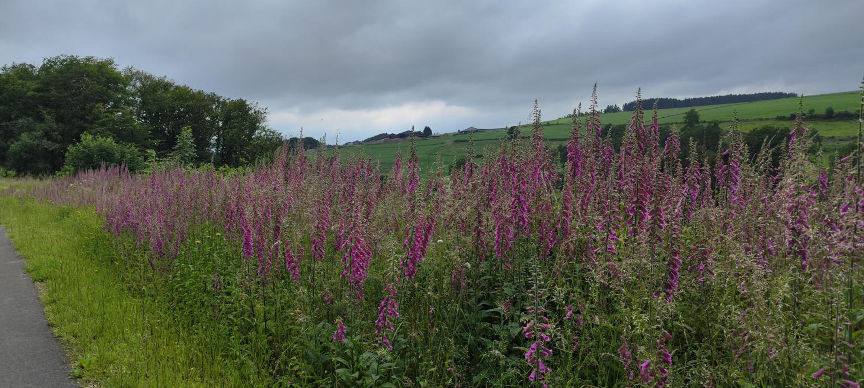 Photo 42