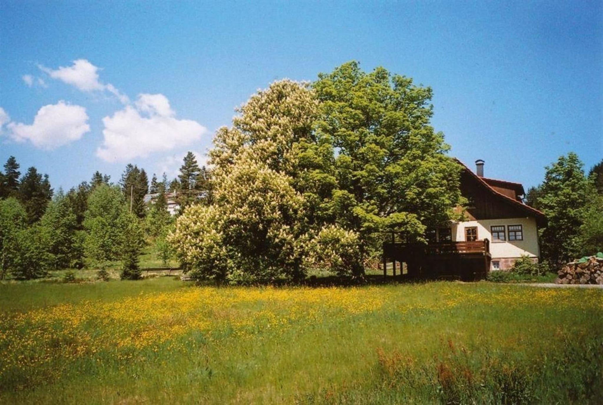 Gemütliche Ferienwohnung in Kniebis mit Großem Garten