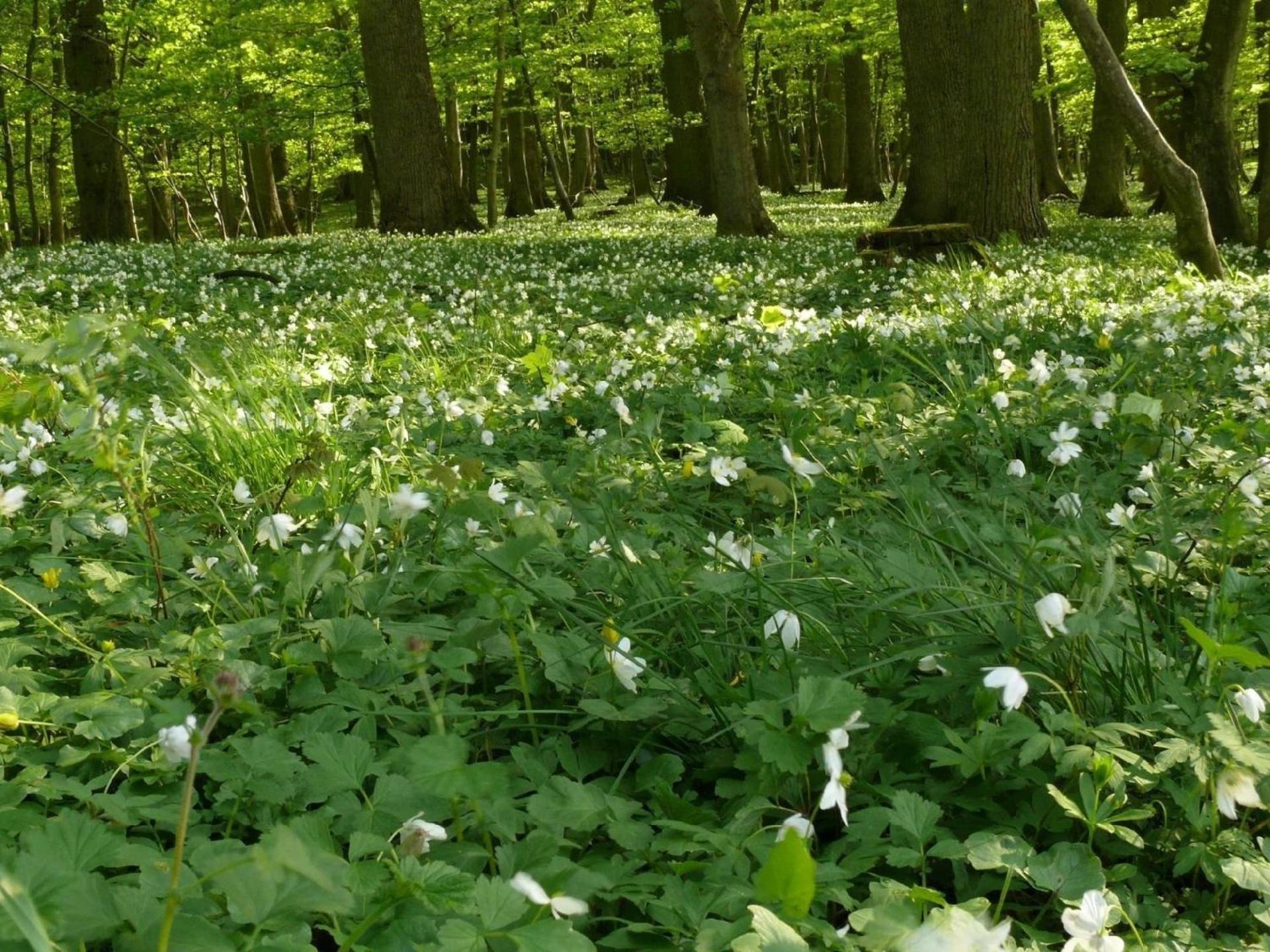 Ferienhaus Anemone
