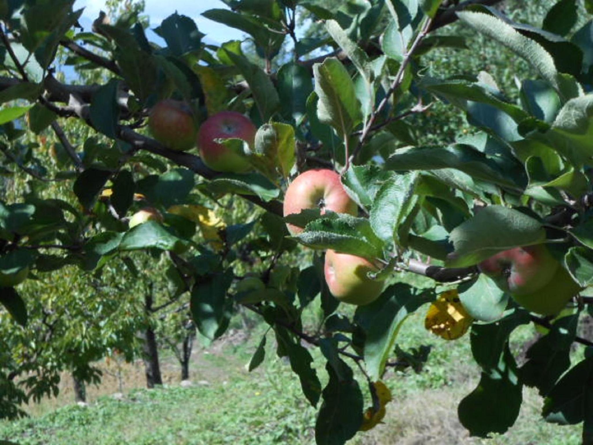 Agriturismo Amargi
